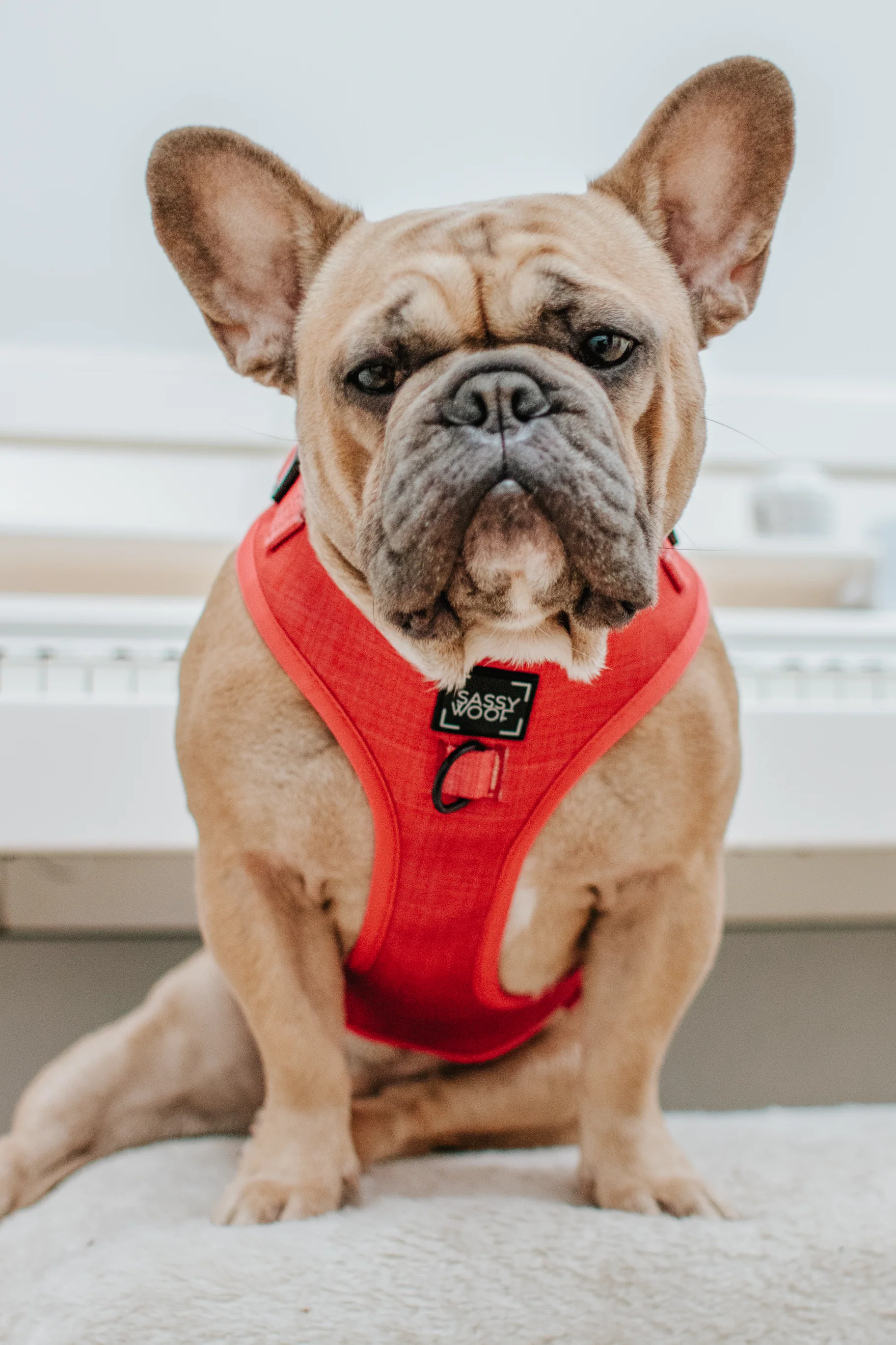 Dog Two Piece Bundle - Merlot - Image 9