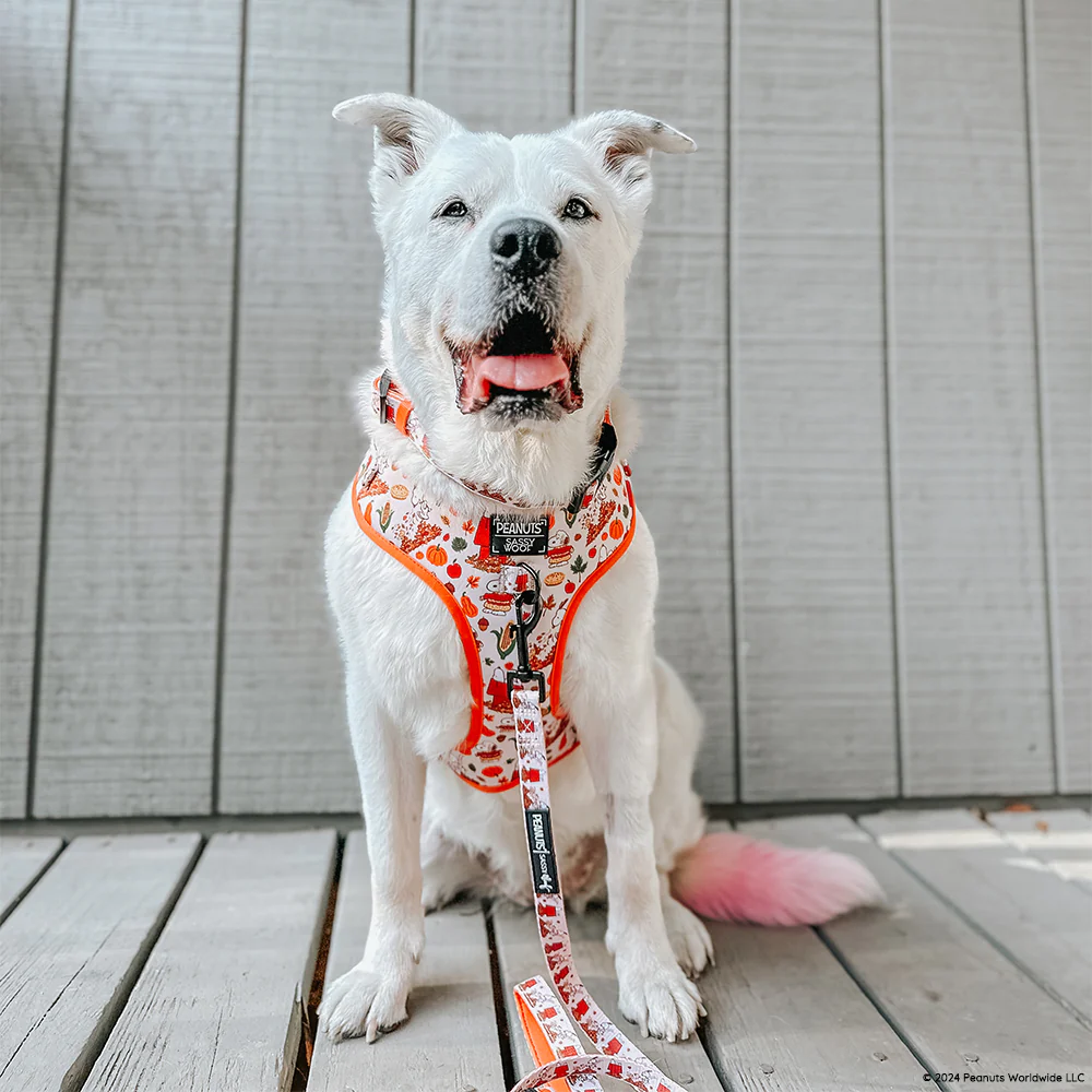 Dog Four Piece Bundle - Peanuts™ Harvest - Image 14