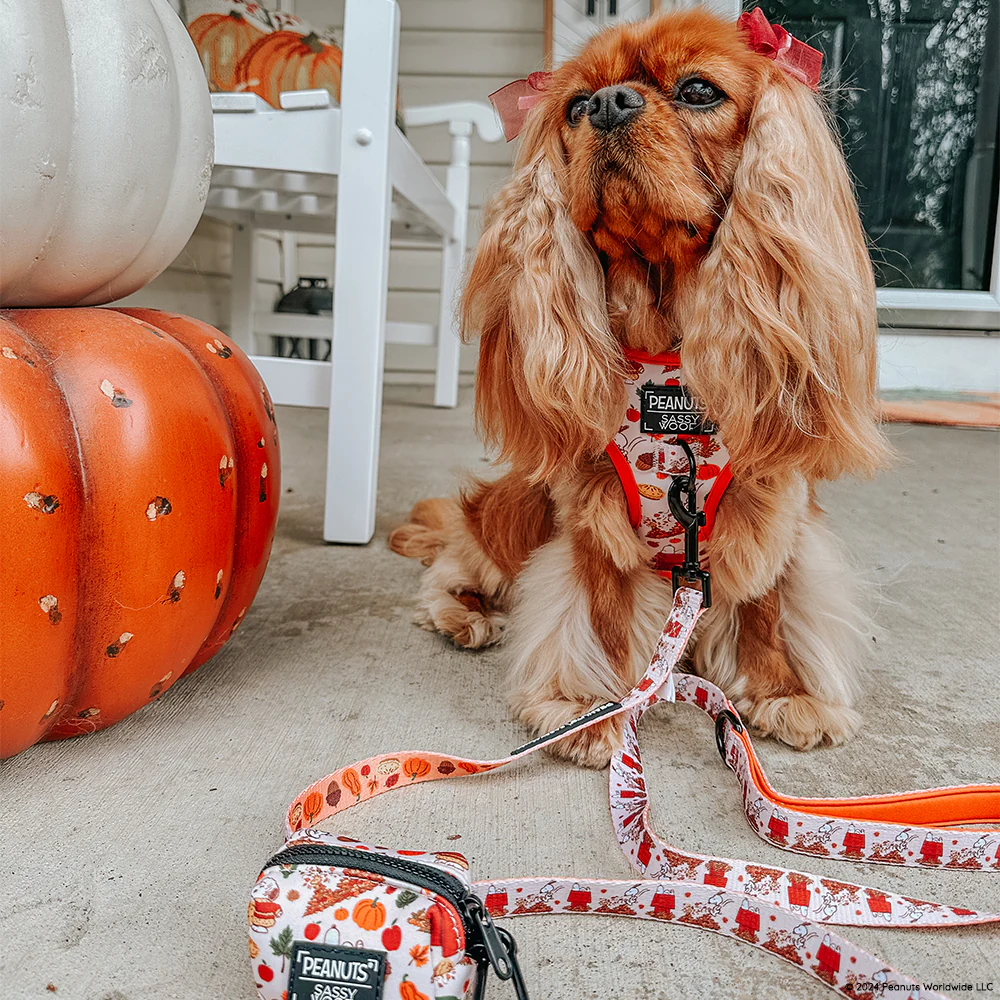 Dog Four Piece Bundle - Peanuts™ Harvest - Image 19