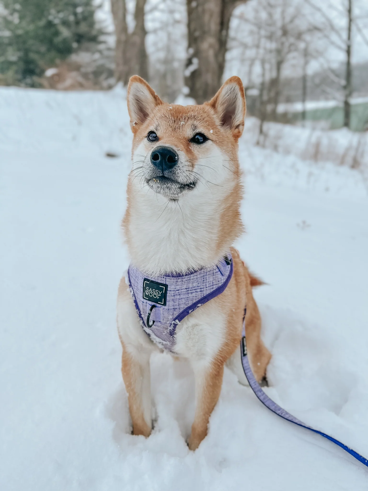 Dog Adjustable Harness - Aurora - Image 21