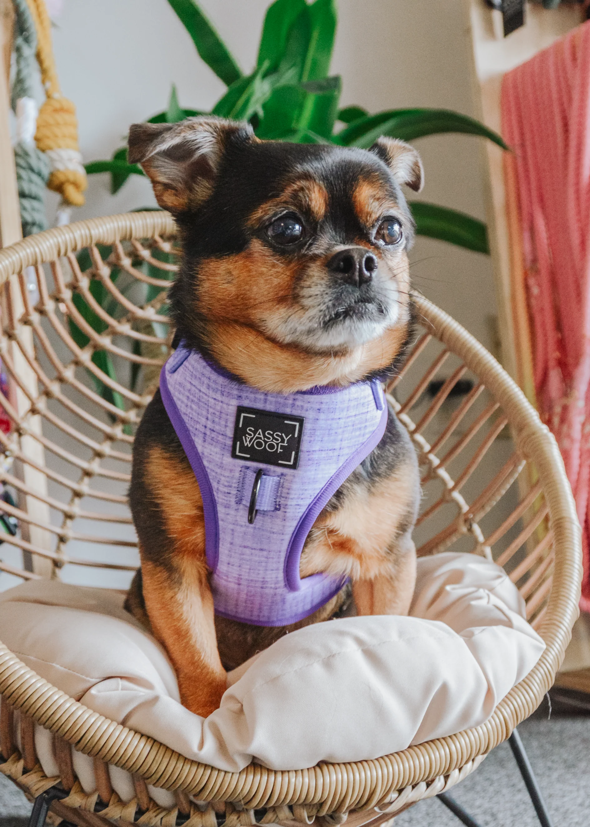 Dog Adjustable Harness - Aurora - Image 8