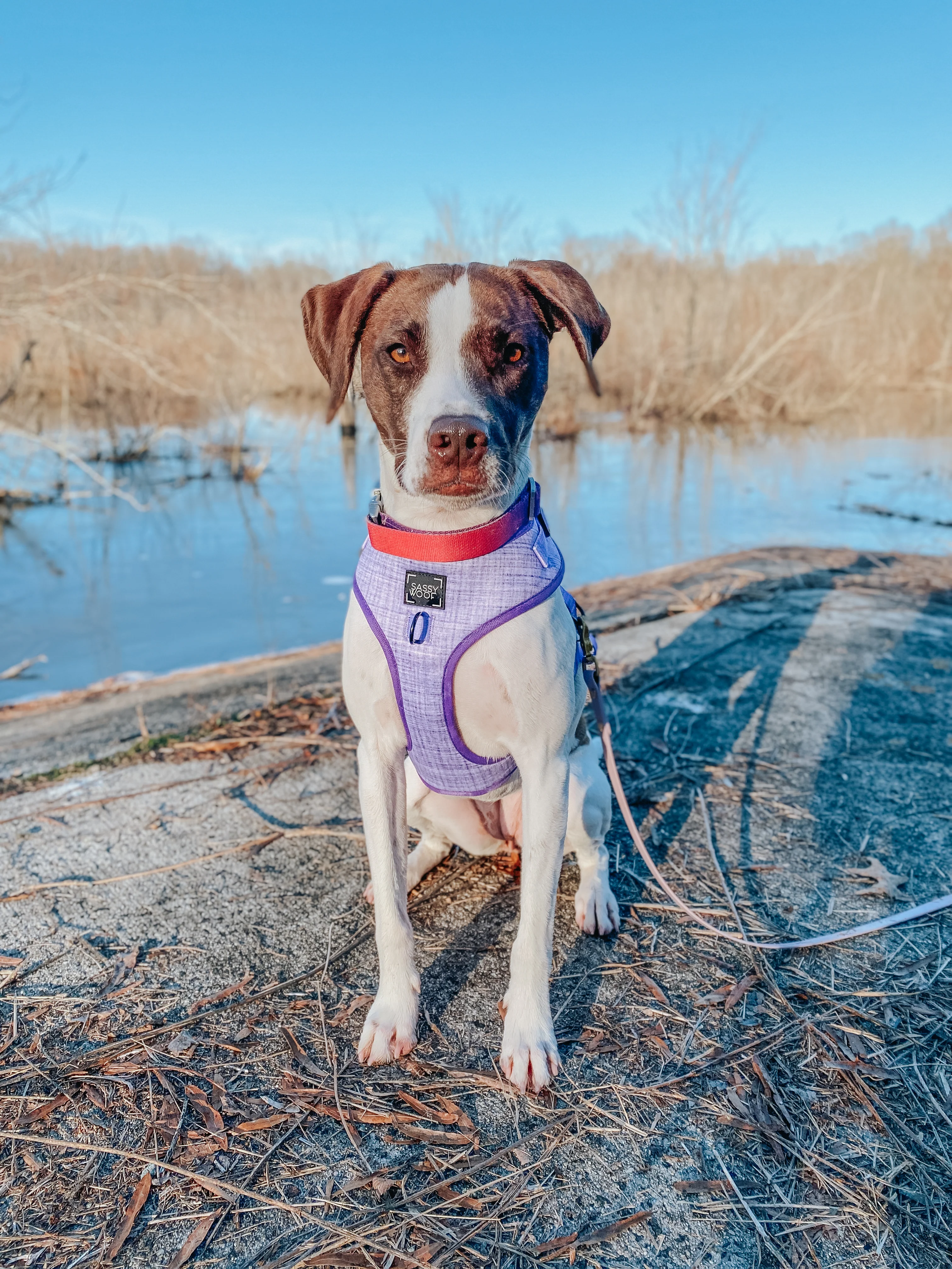 Dog Adjustable Harness - Aurora - Image 9