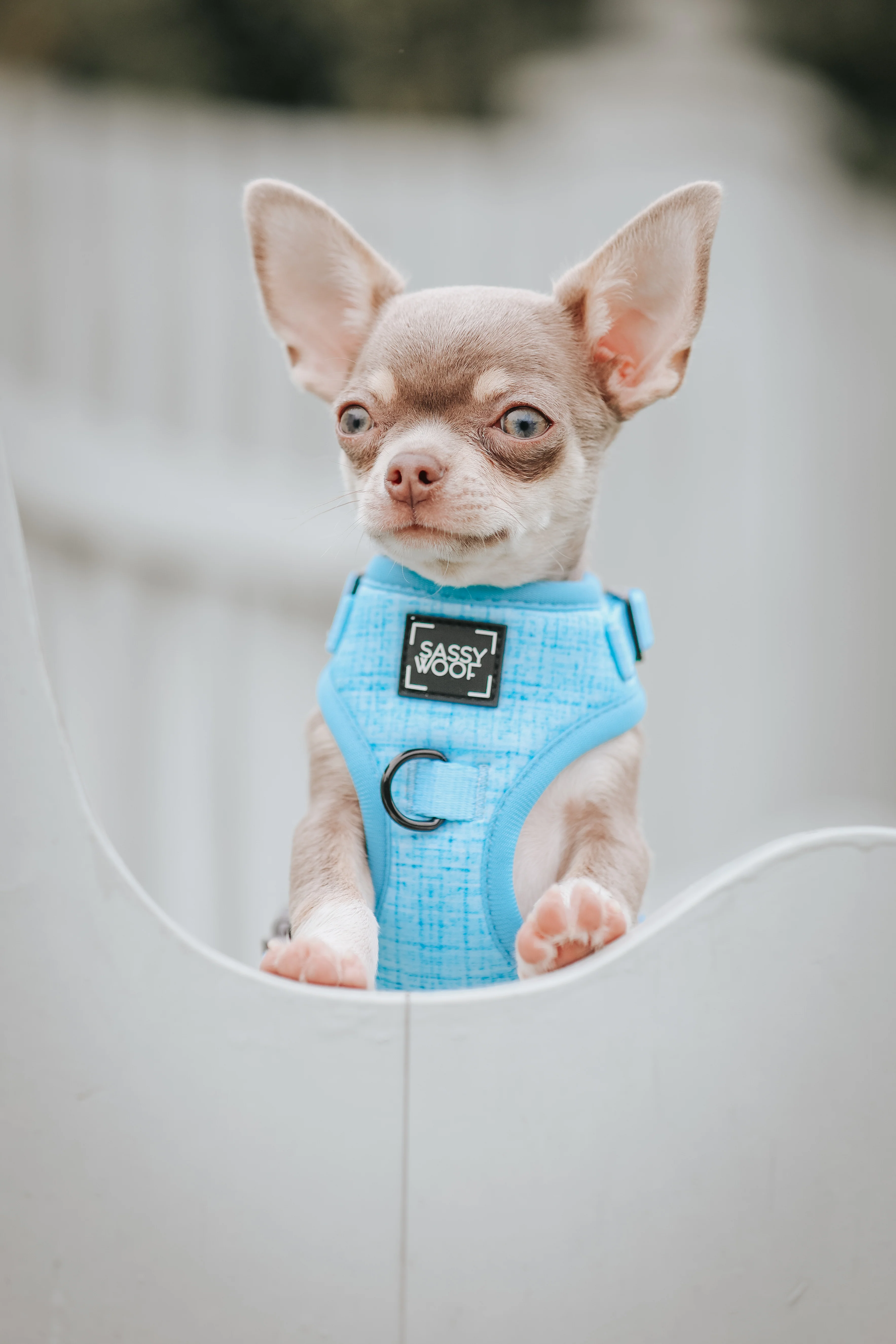 Dog Adjustable Harness - Blumond - Image 8