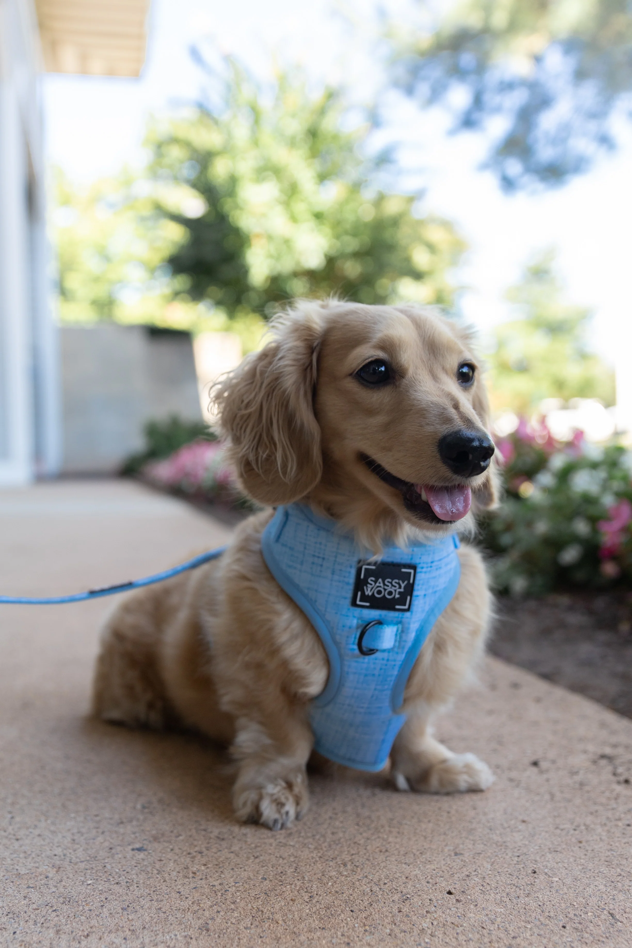 Dog Adjustable Harness - Blumond - Image 9