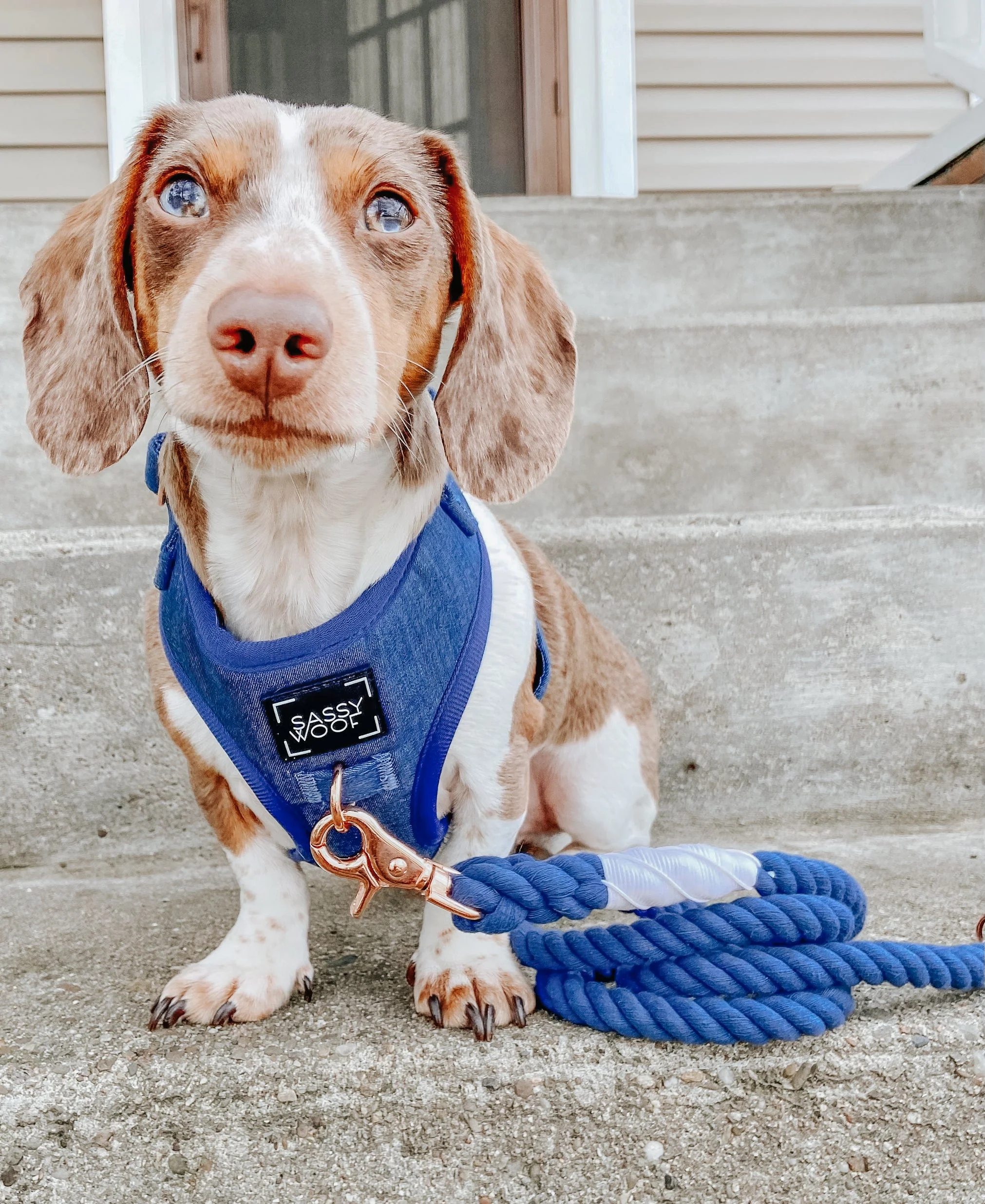 Dog Adjustable Harness - Denim - Image 10