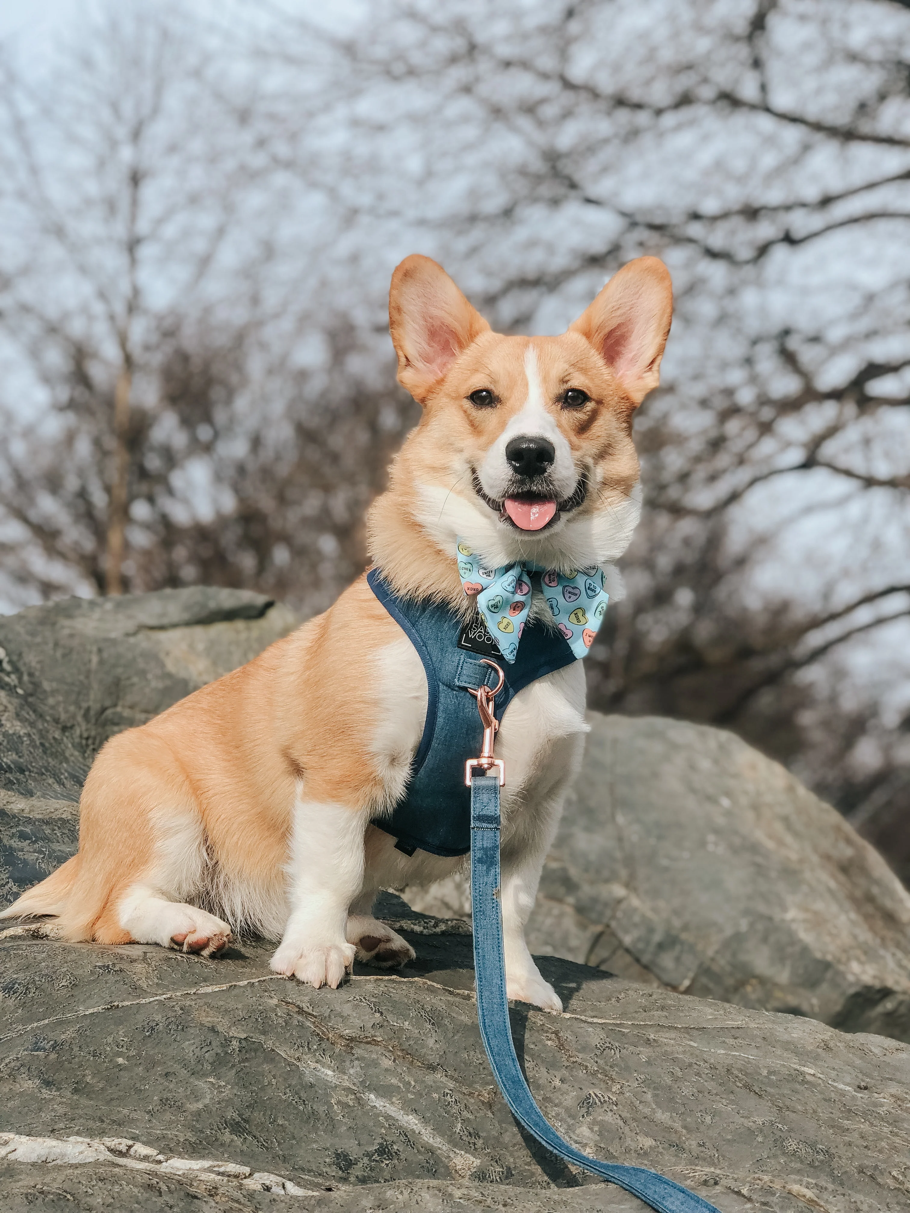 Dog Adjustable Harness - Denim - Image 11