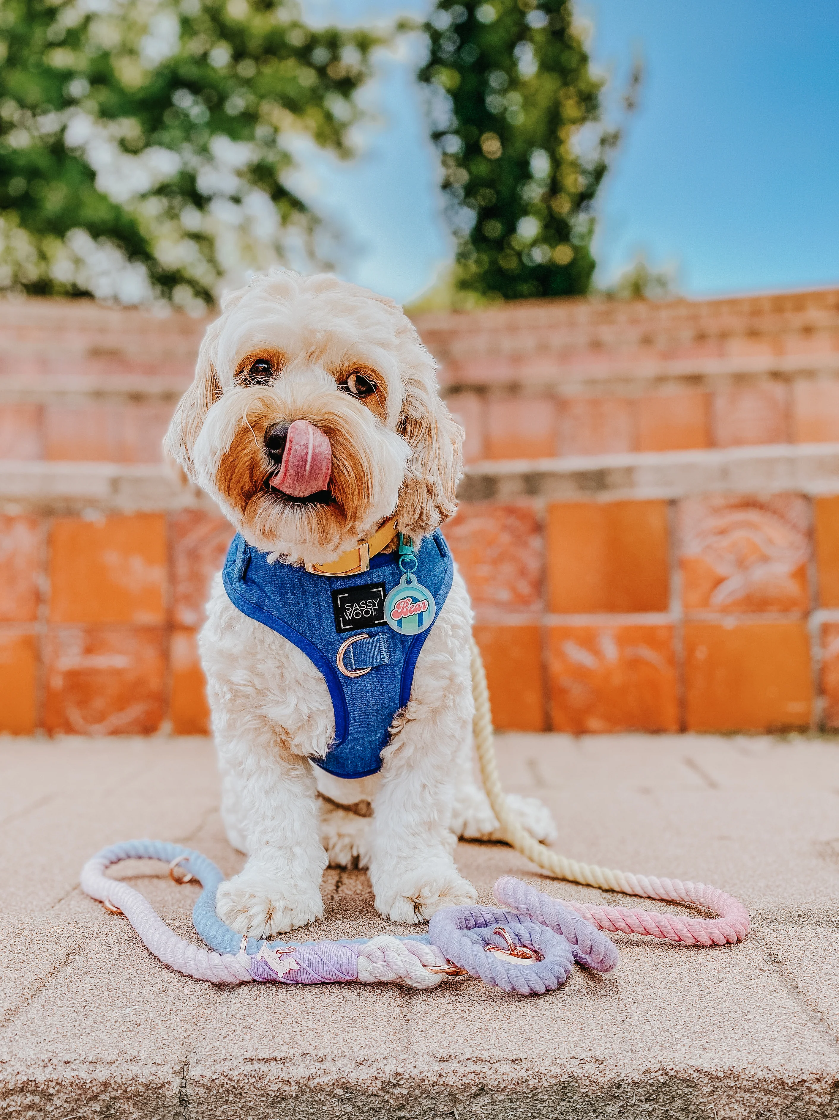Dog Adjustable Harness - Denim - Image 12