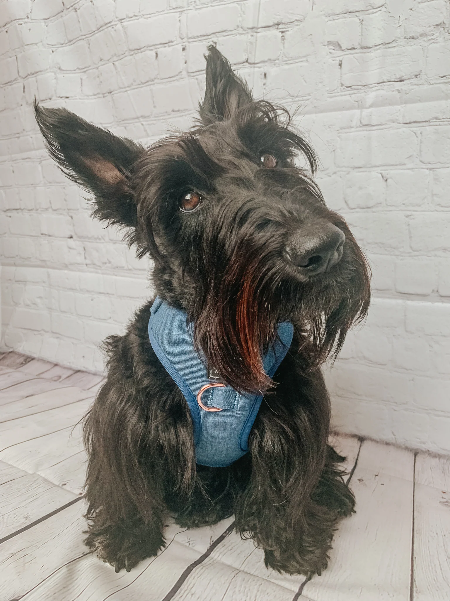 Dog Adjustable Harness - Denim - Image 14