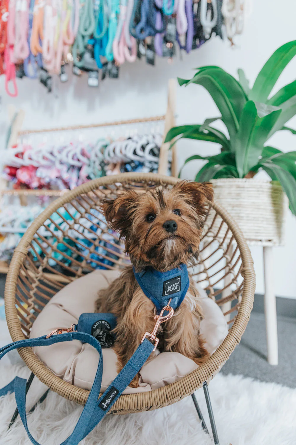 Dog Adjustable Harness - Denim - Image 7