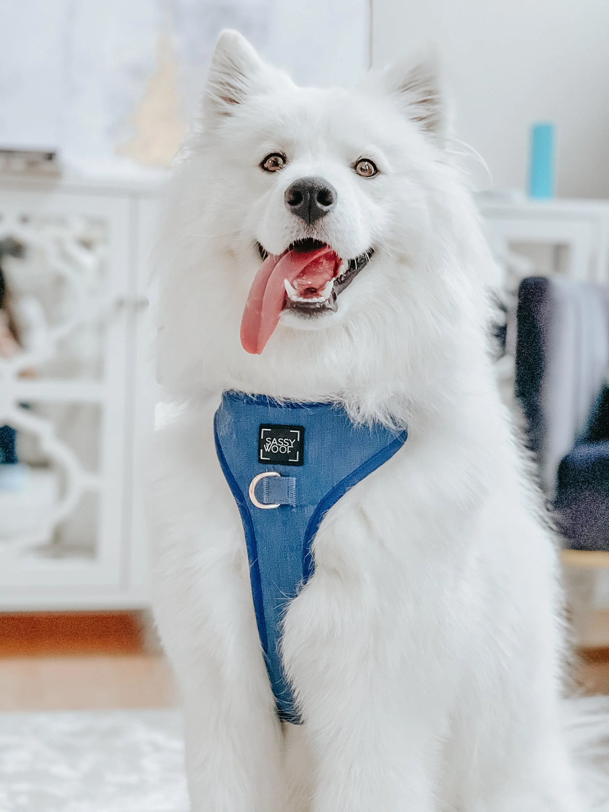 Dog Adjustable Harness - Denim - Image 8