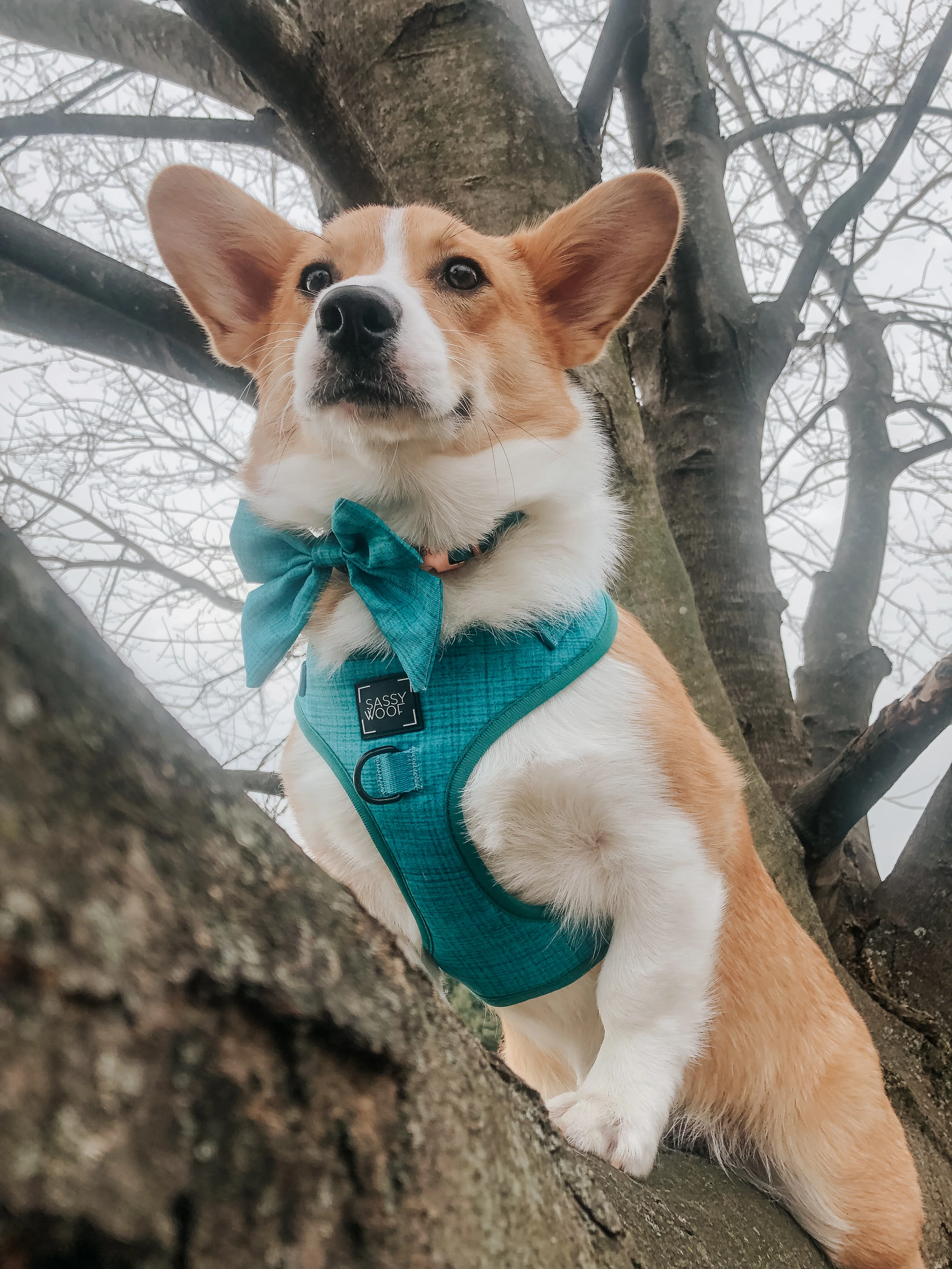 Dog Adjustable Harness - Napa - Image 14