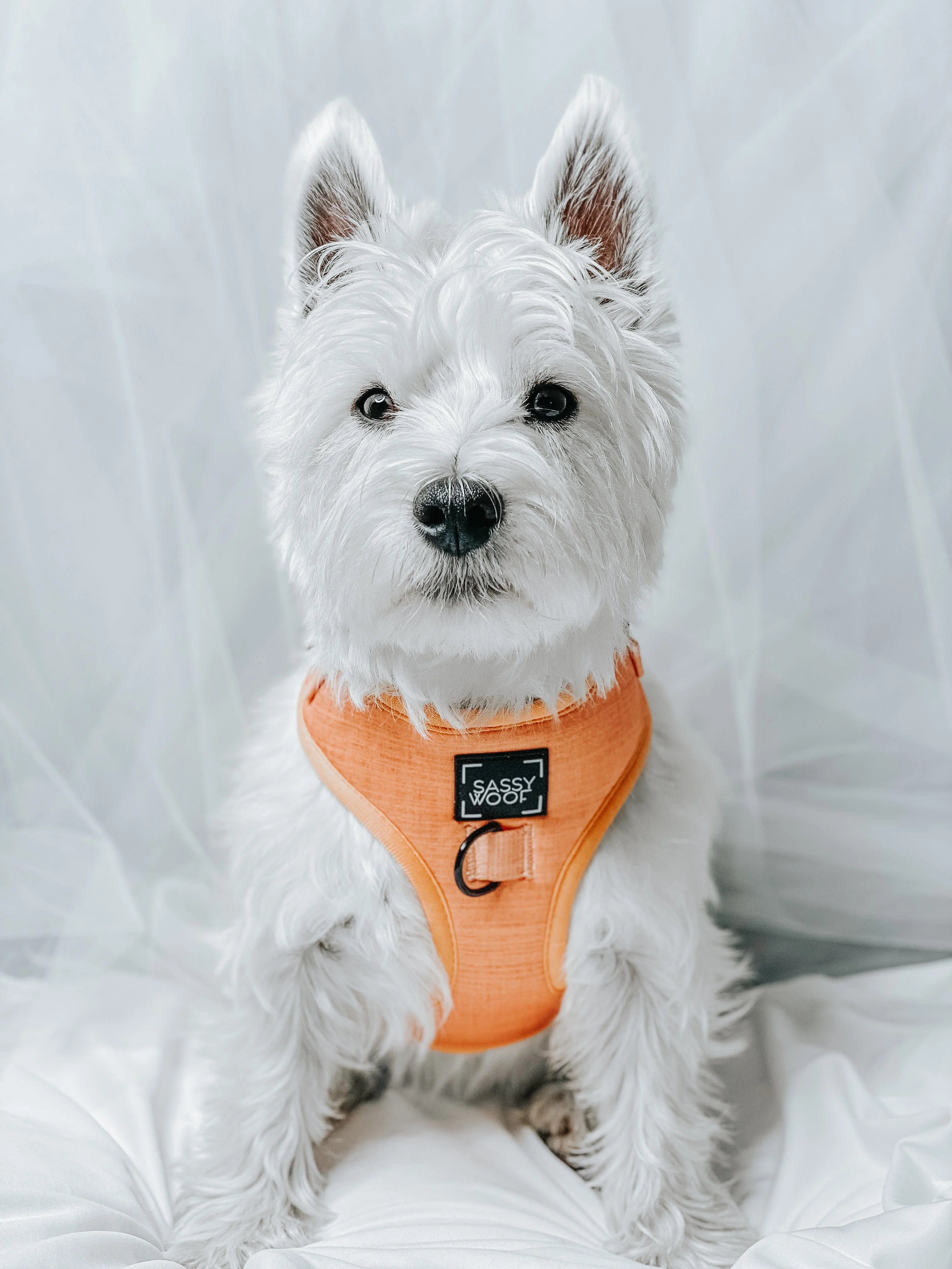 Dog Adjustable Harness - Apple Cider - Image 10