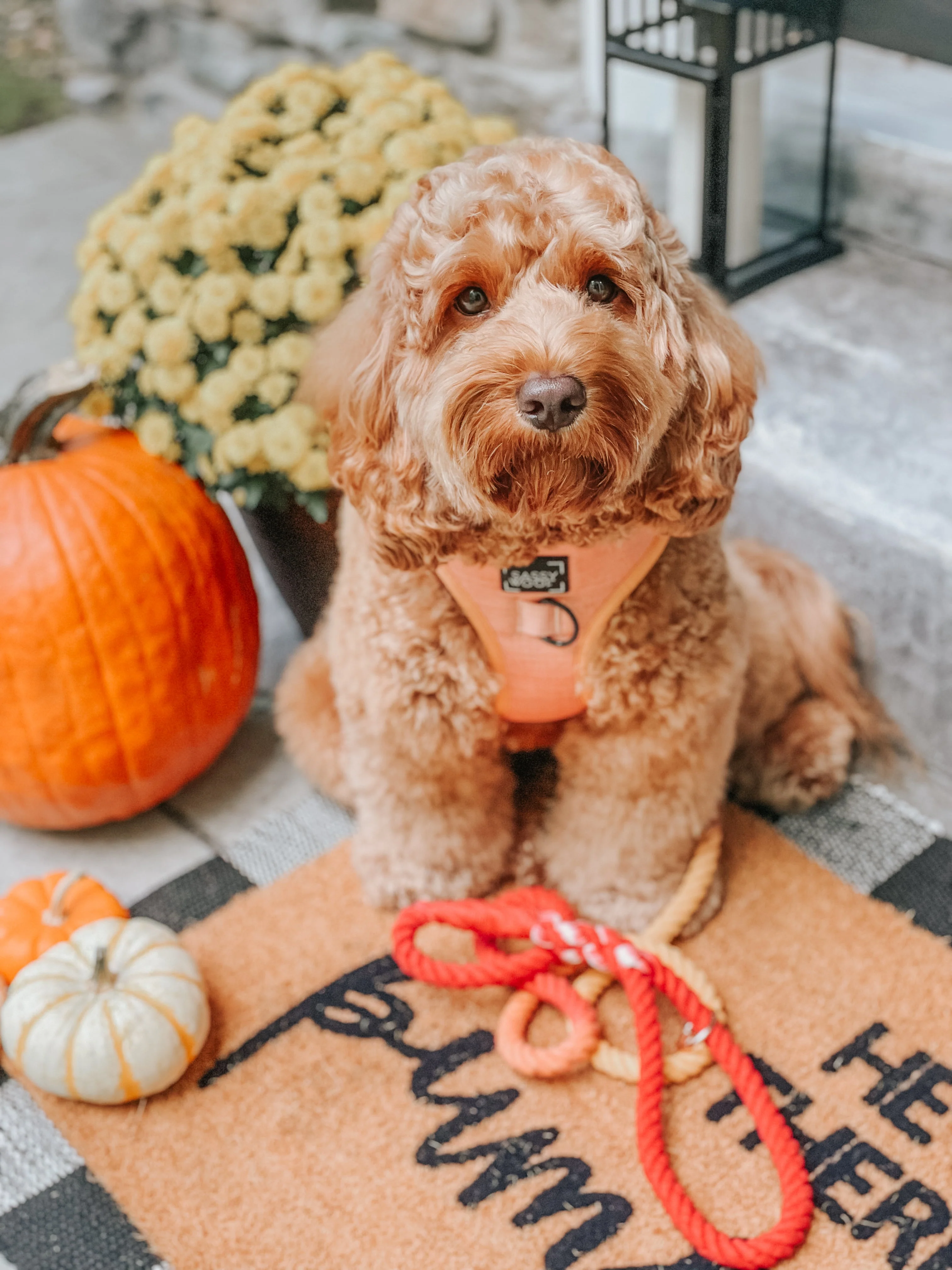 Dog Adjustable Harness - Apple Cider - Image 11