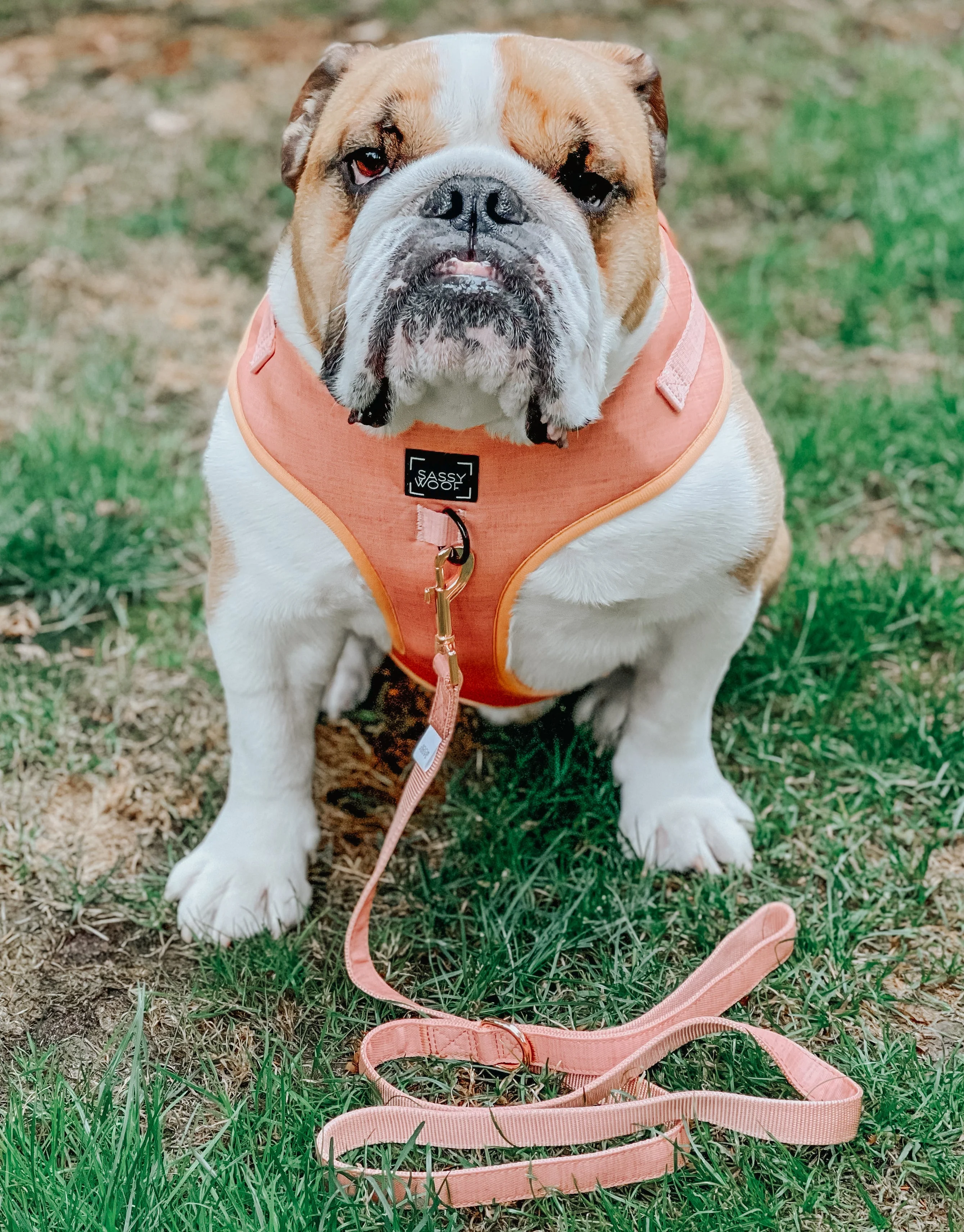 Dog Adjustable Harness - Apple Cider - Image 12