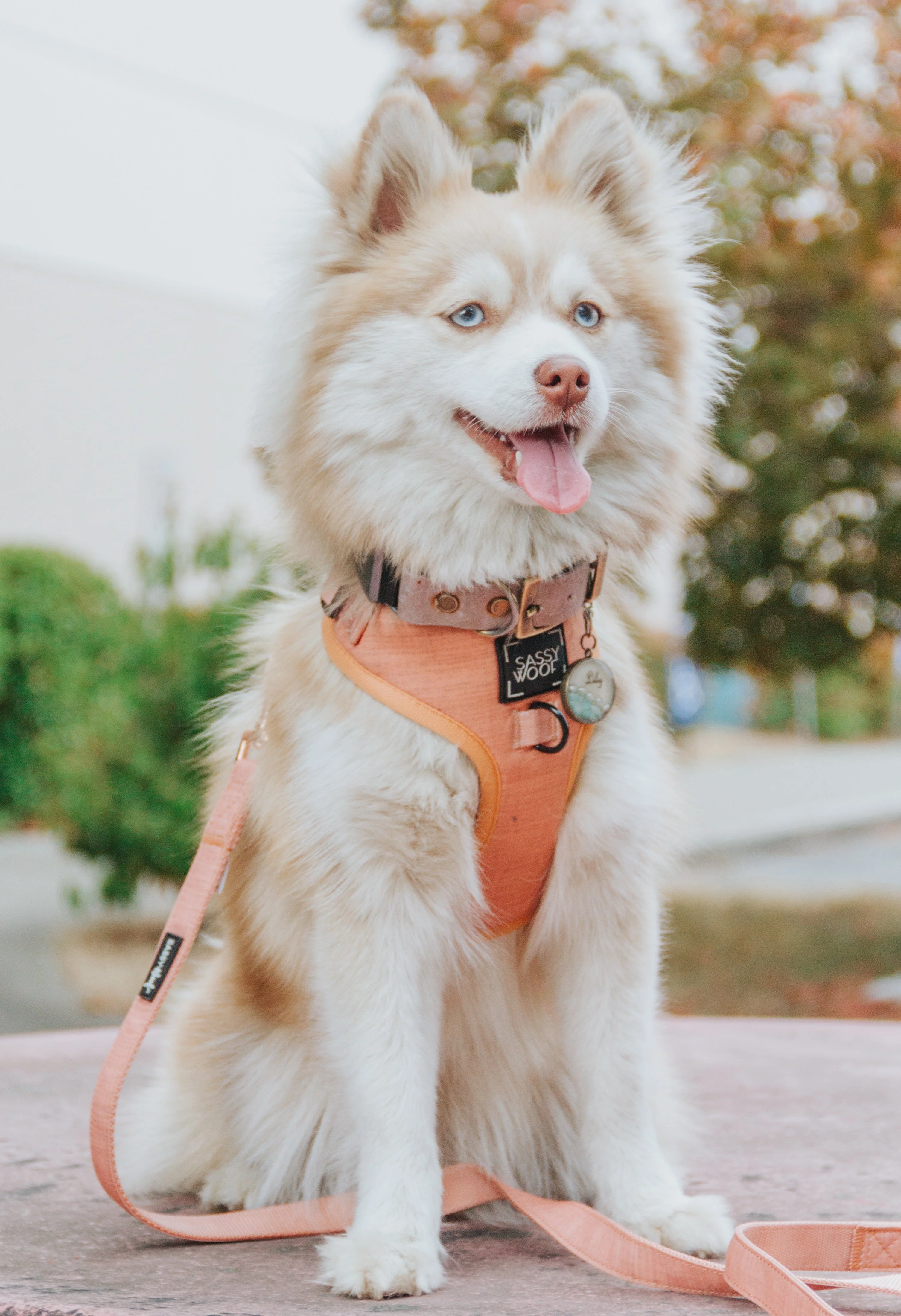 Dog Adjustable Harness - Apple Cider - Image 13