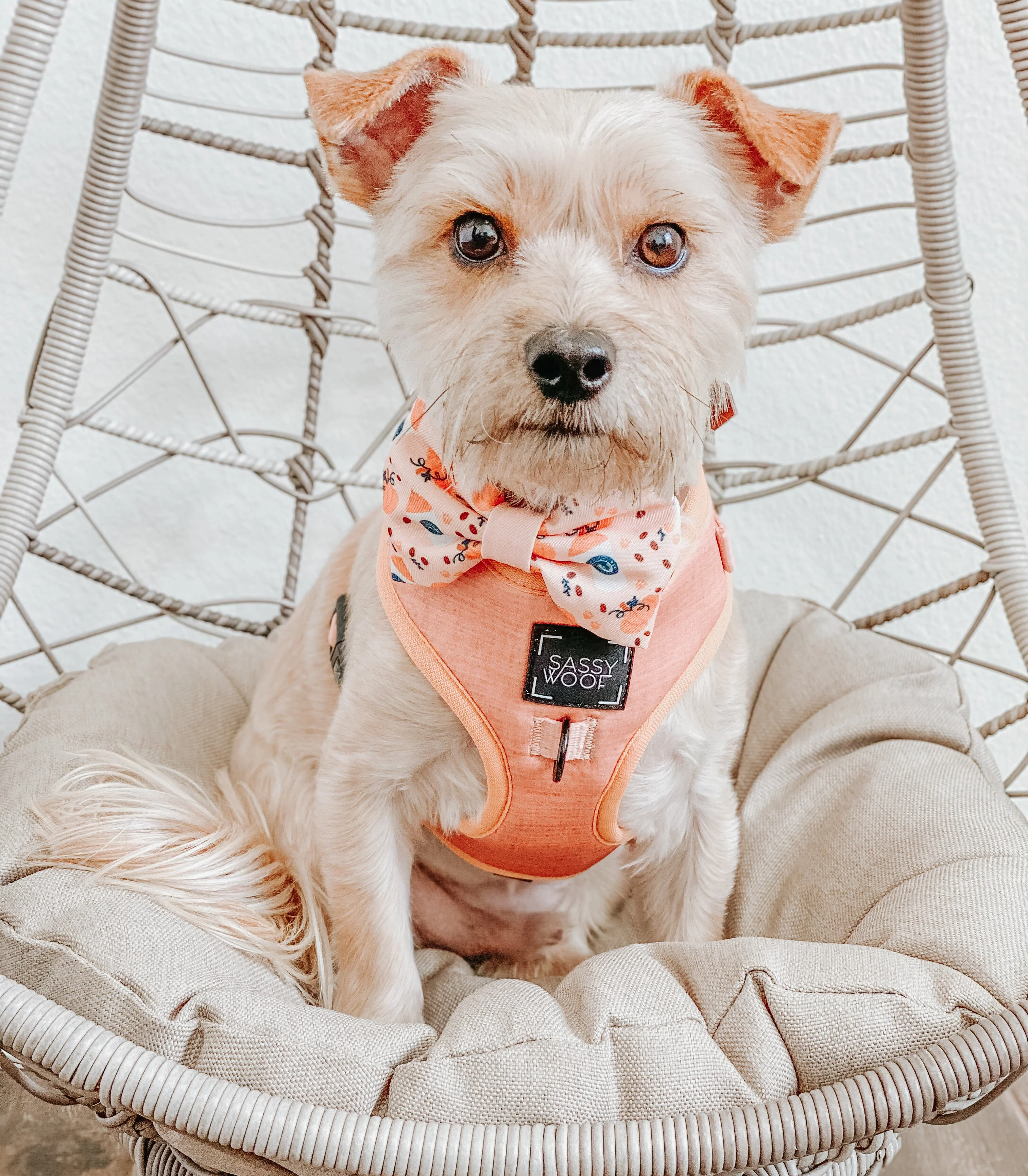Dog Adjustable Harness - Apple Cider - Image 14
