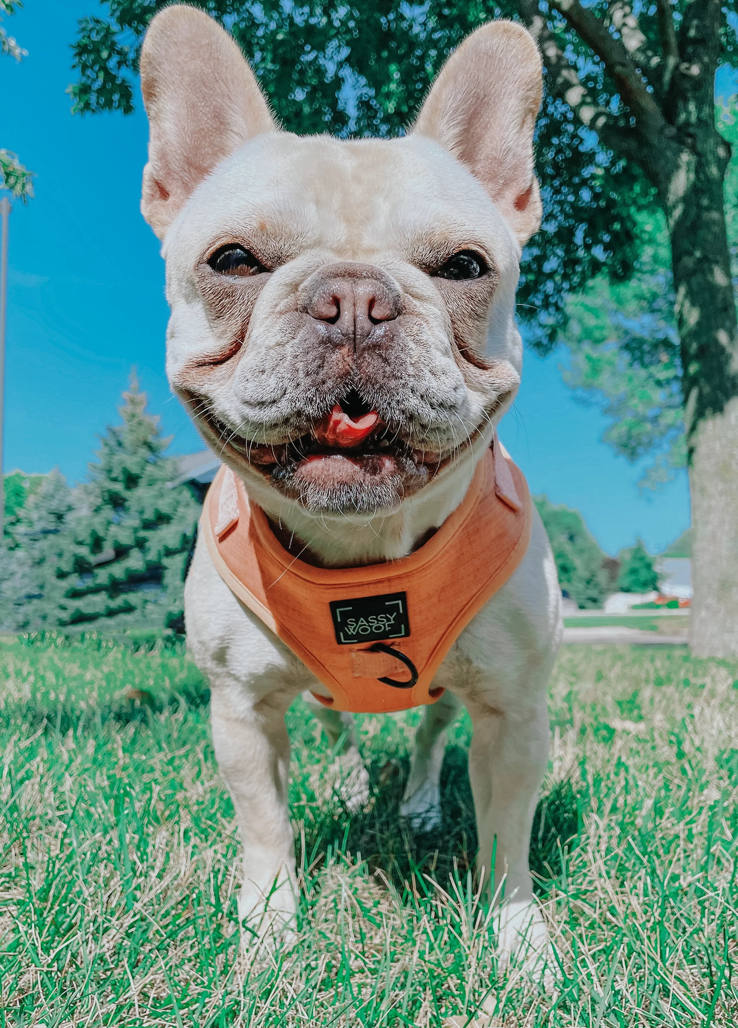 Dog Adjustable Harness - Apple Cider - Image 15