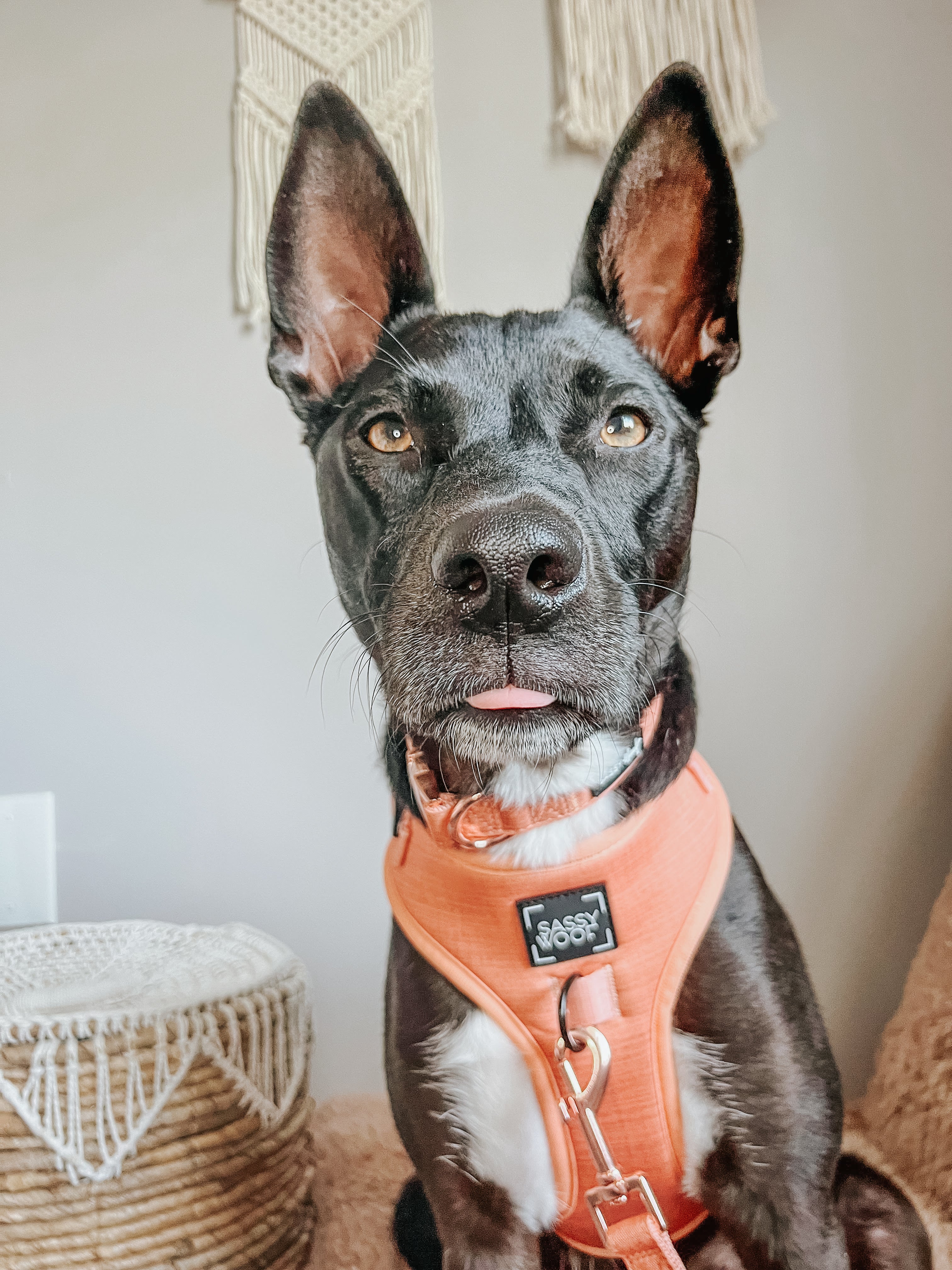 Dog Adjustable Harness - Apple Cider - Image 16