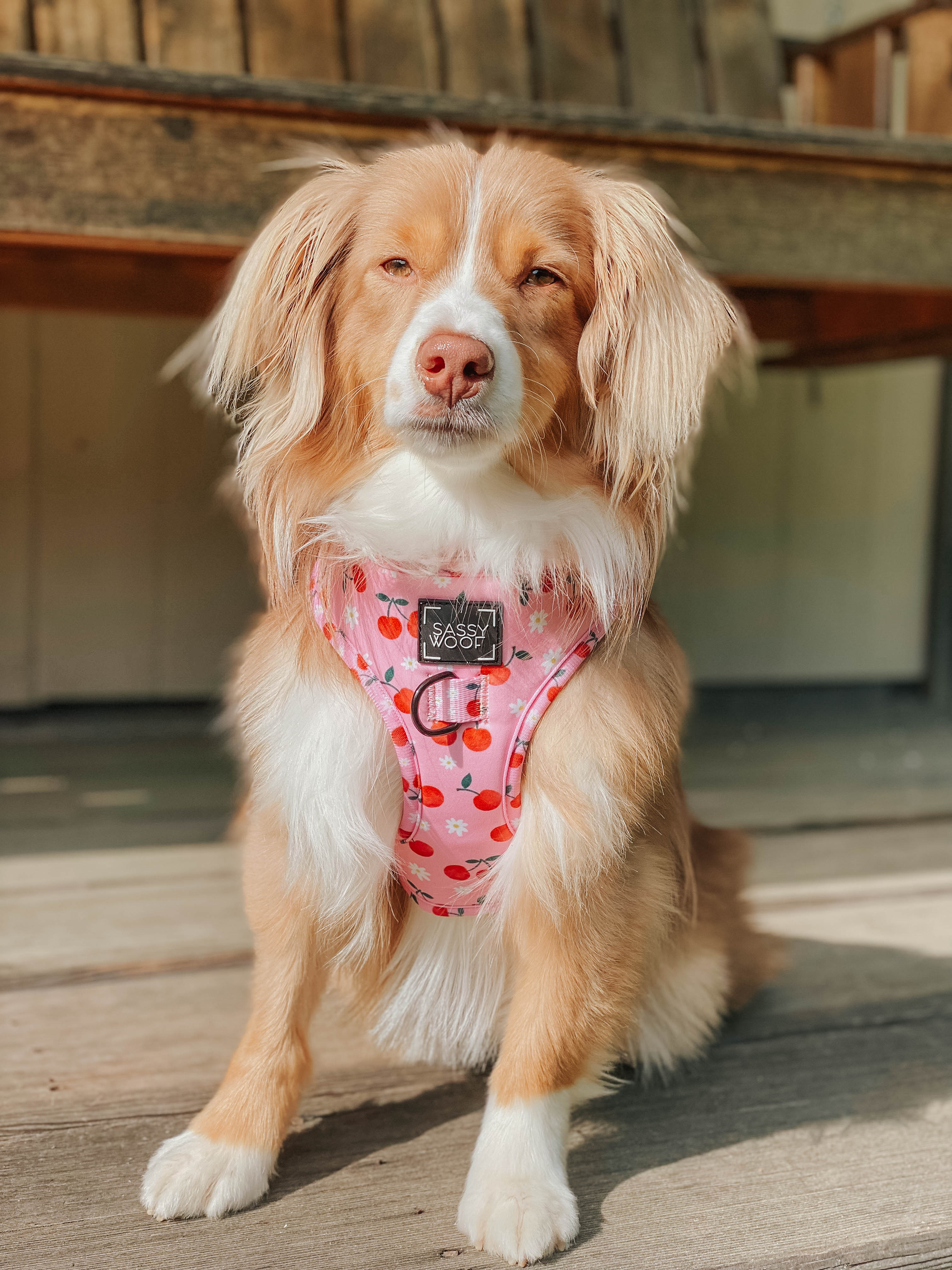 Dog Adjustable Harness - Mon Chérry - Image 13