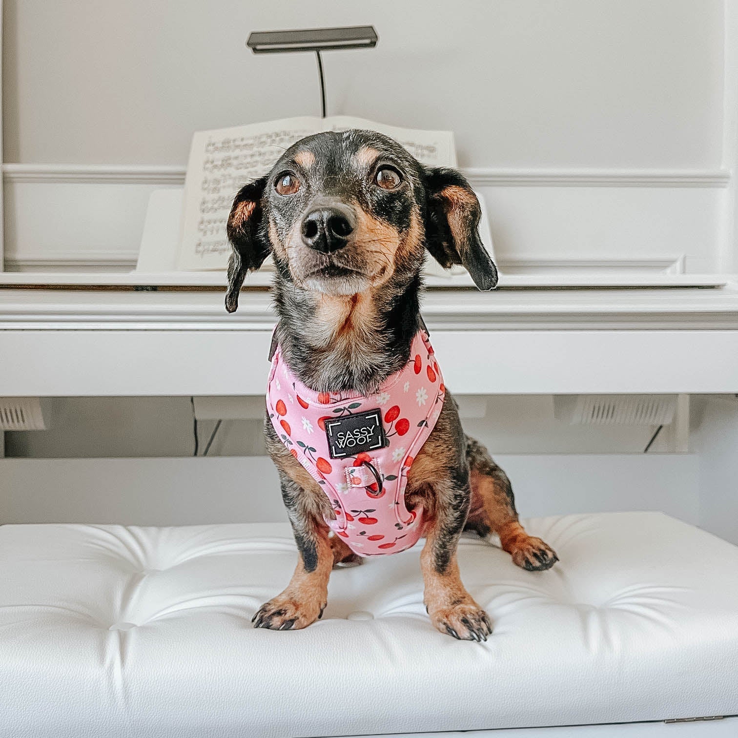 Dog Adjustable Harness - Mon Chérry - Image 7