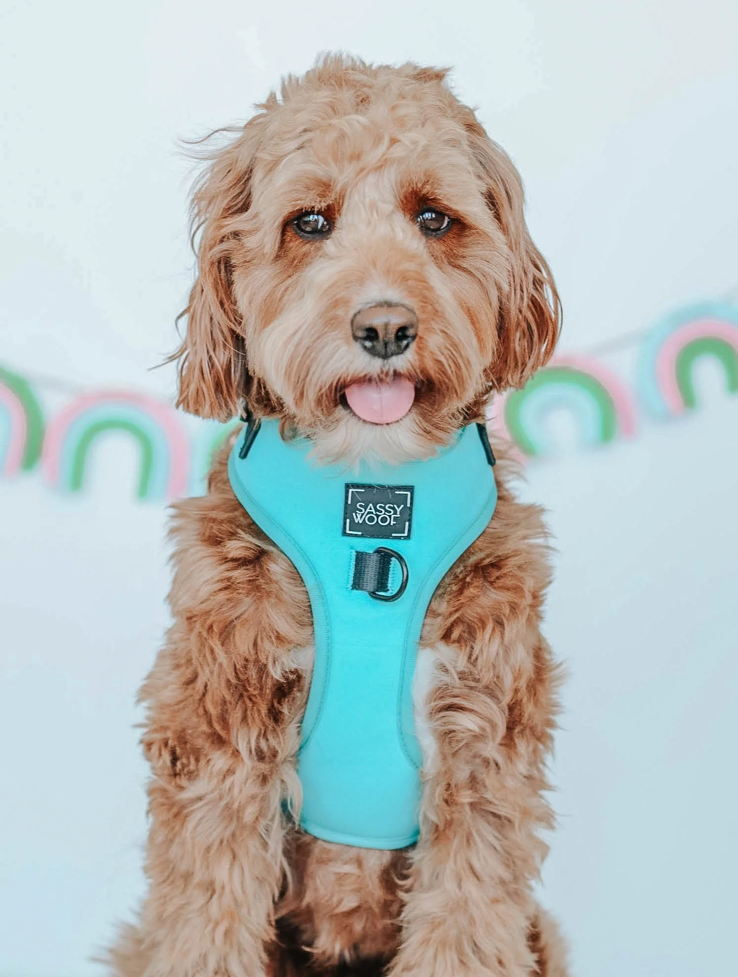 Dog Adjustable Harness - Neon Blue - Image 7