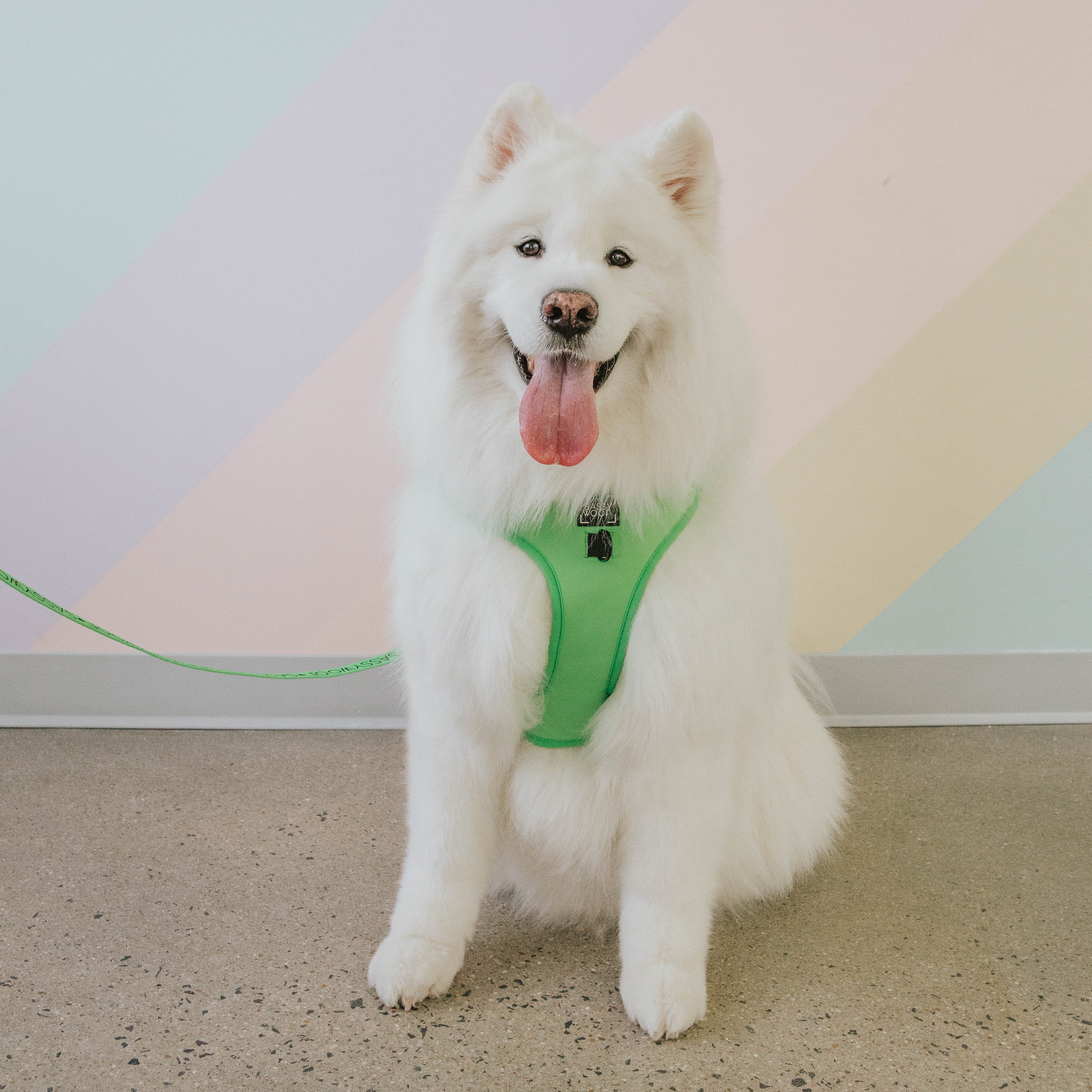 Dog Adjustable Harness - Neon Green - Image 14