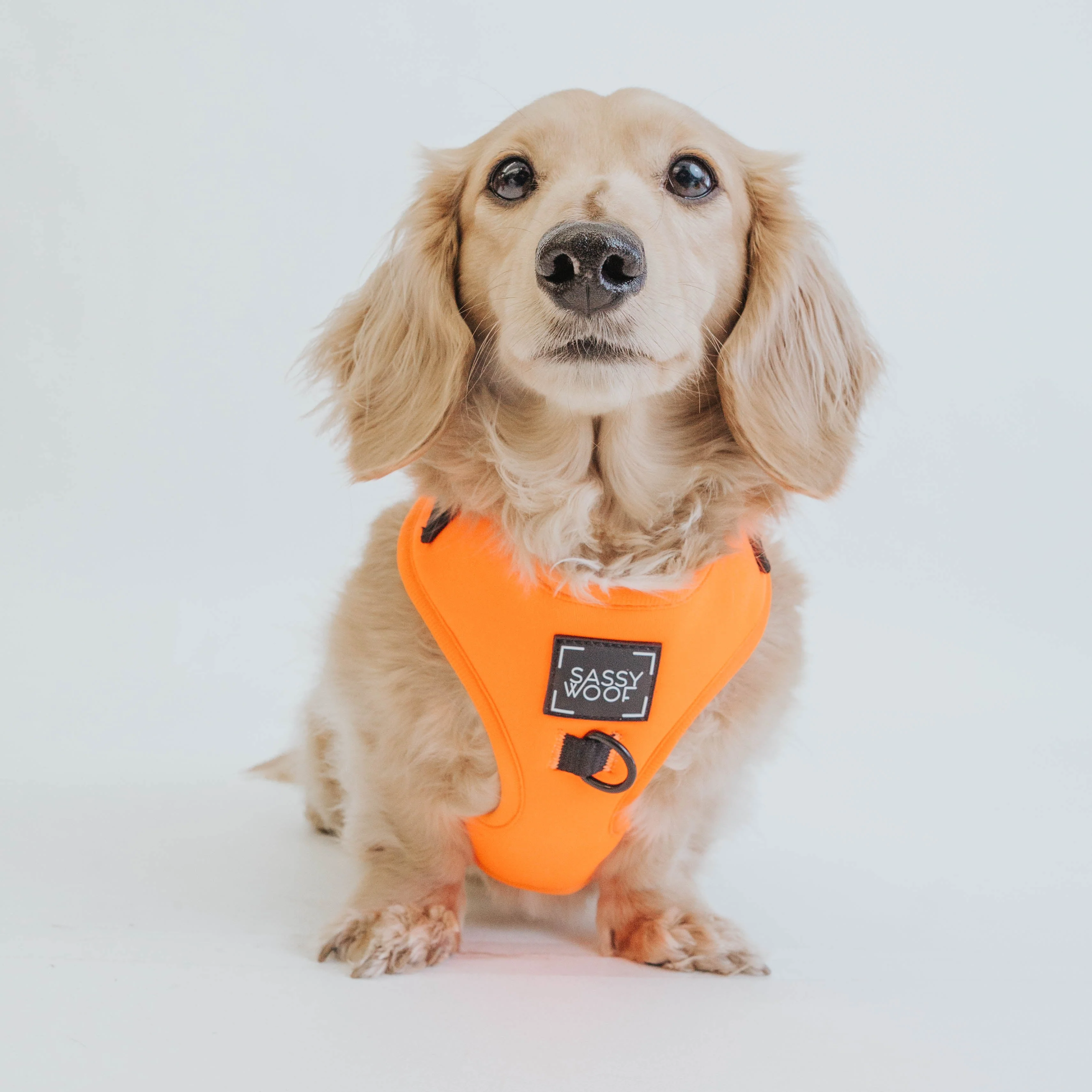 Dog Adjustable Harness - Neon Orange - Image 14