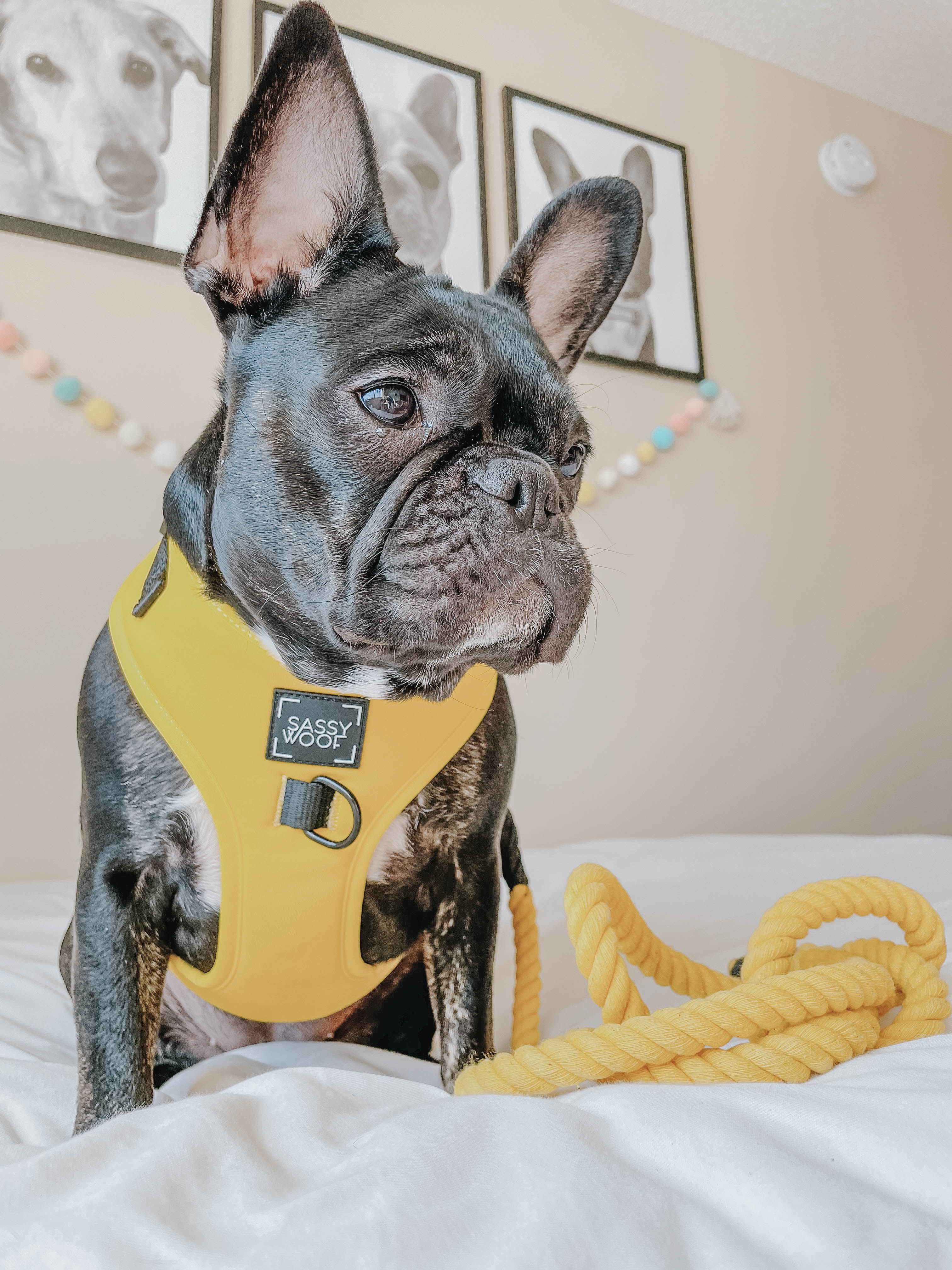 Dog Adjustable Harness - Neon Yellow - Image 12