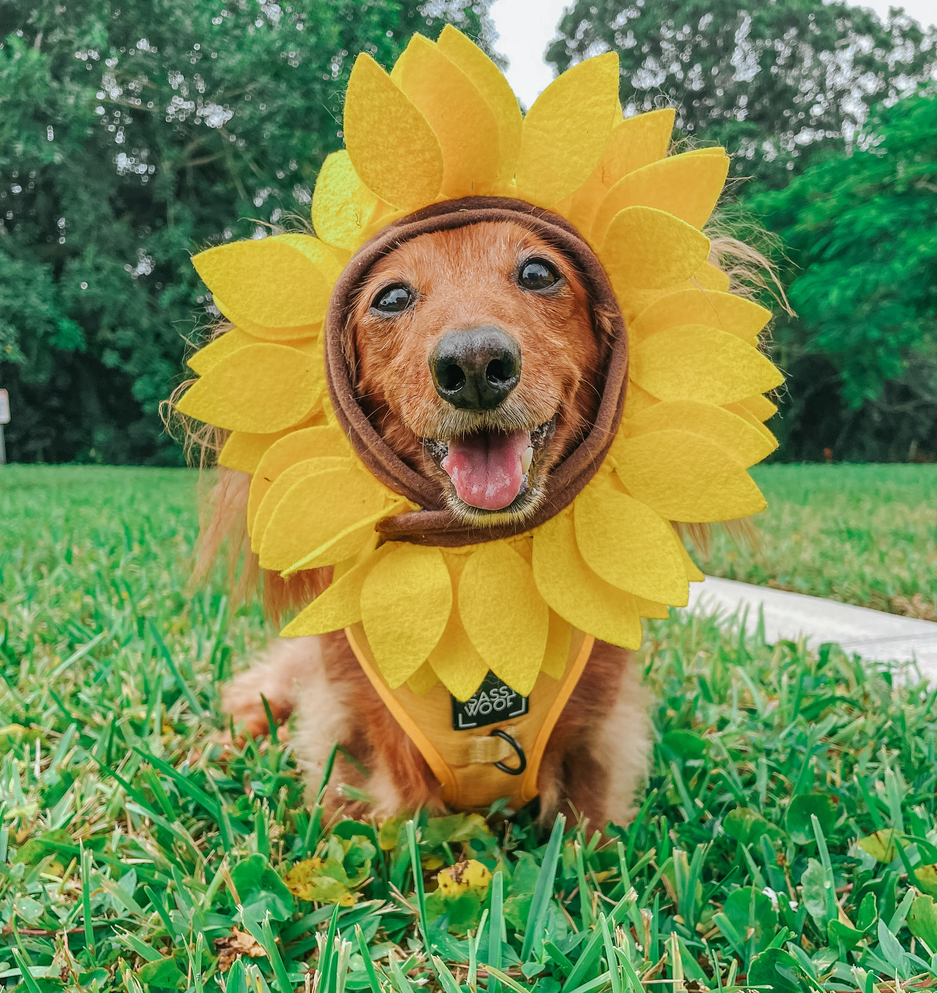 Dog Adjustable Harness - Sunflower Fields - Image 15