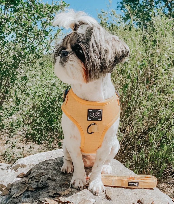 Dog Adjustable Harness - Sunflower Fields - Image 17