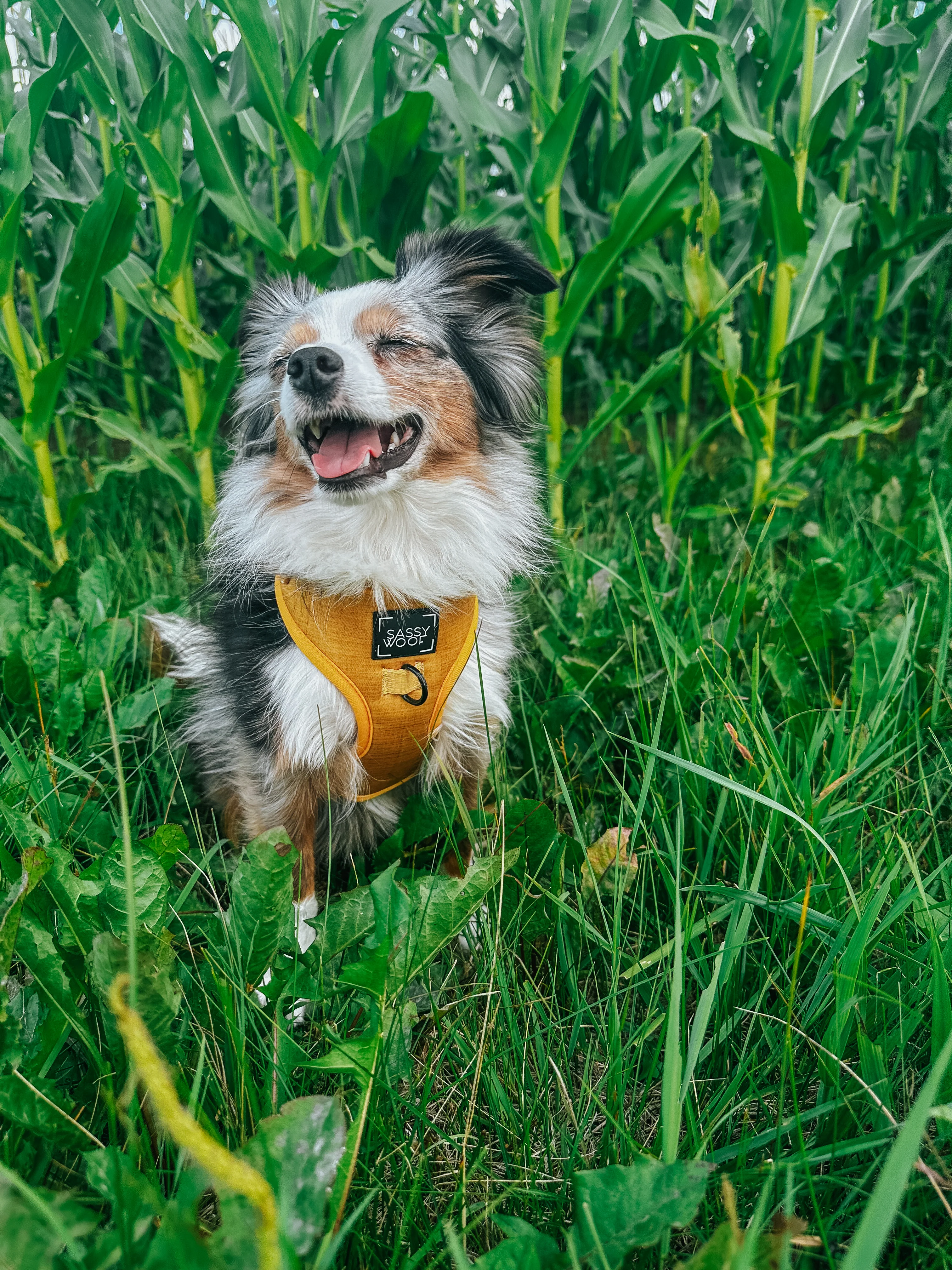 Dog Adjustable Harness - Sunflower Fields - Image 22