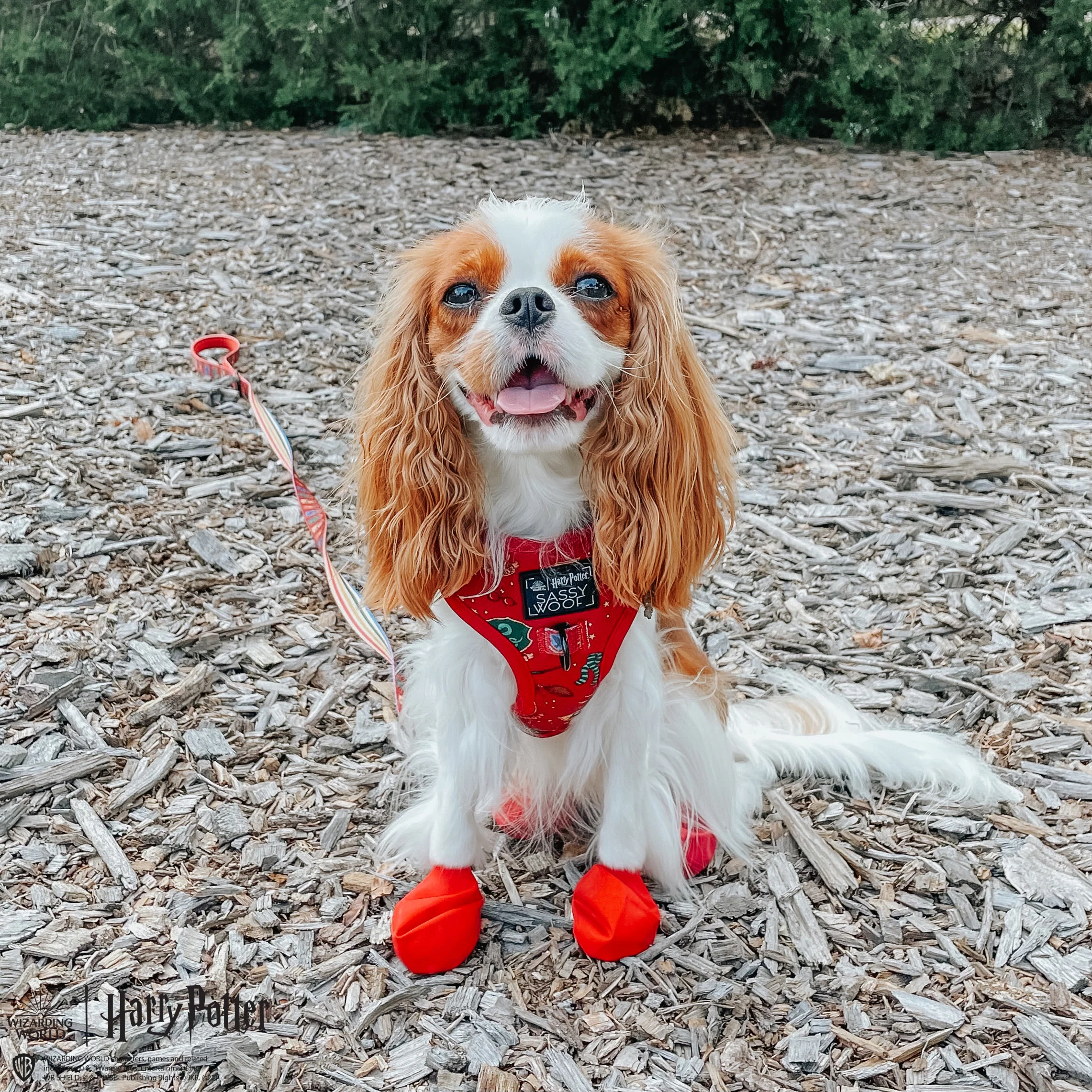 Dog Adjustable Harness - Harry Potter™ - Image 20