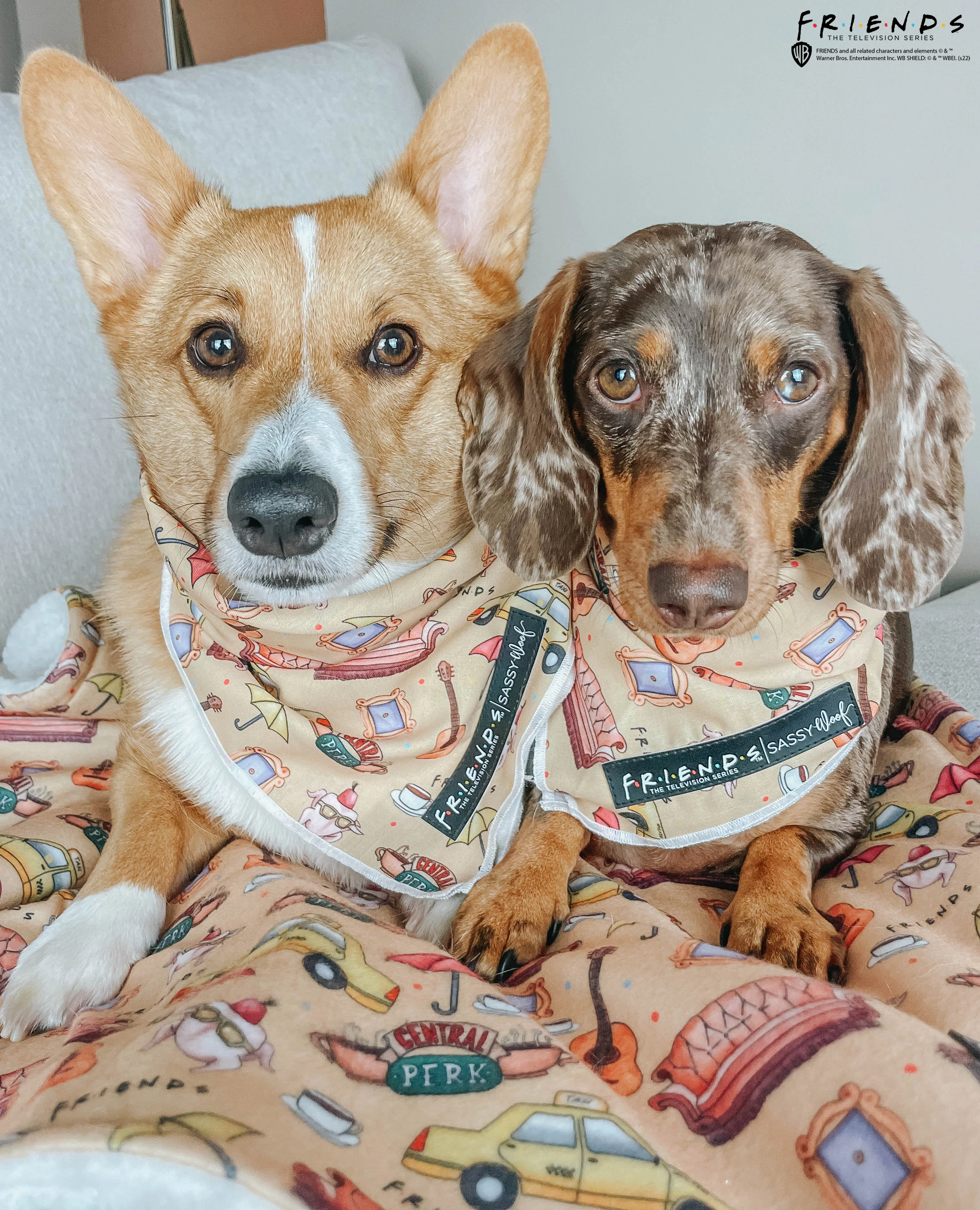 Dog Bandana - Friends™ (Yellow) - Image 7