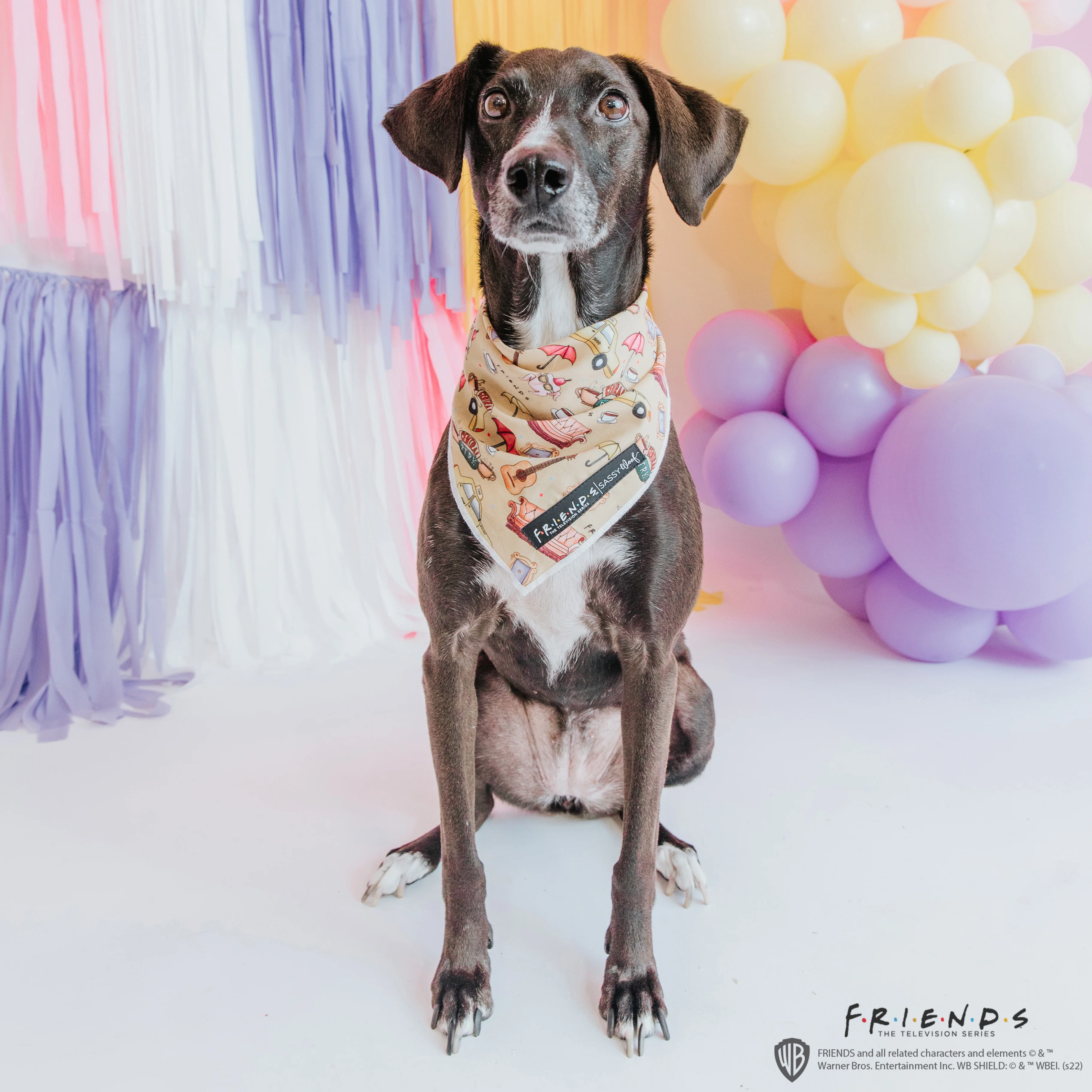 Dog Bandana - Friends™ (Yellow) - Image 9