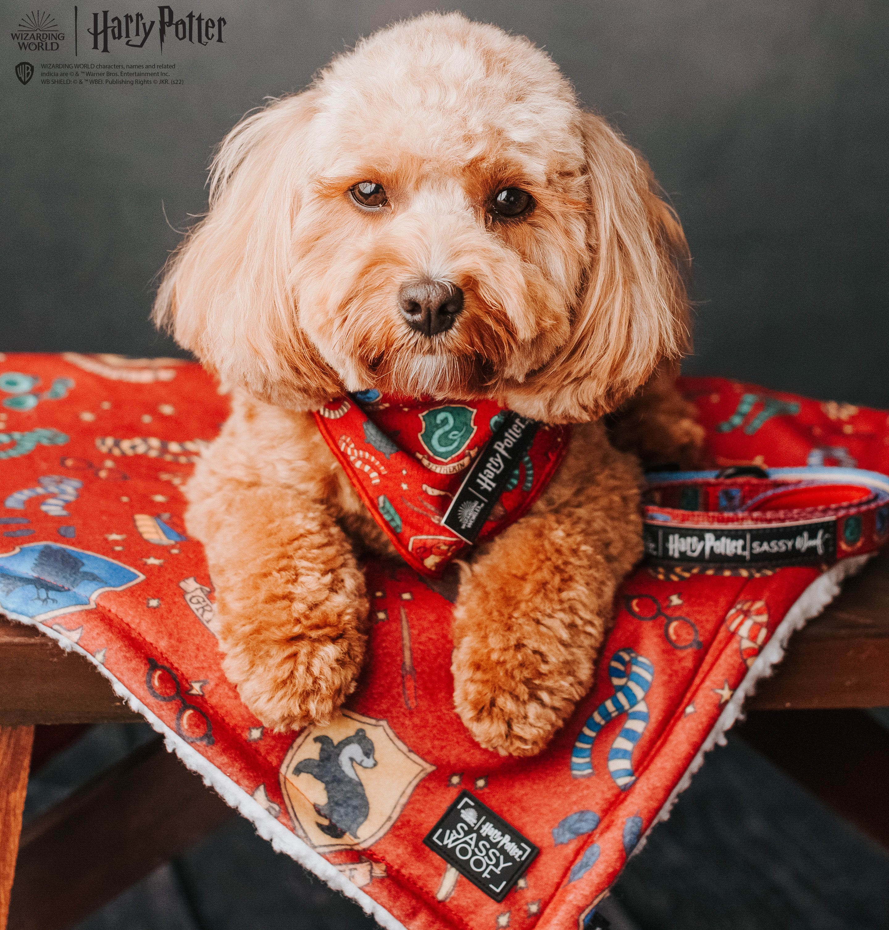 Dog Bandana - Harry Potter™ - Image 14