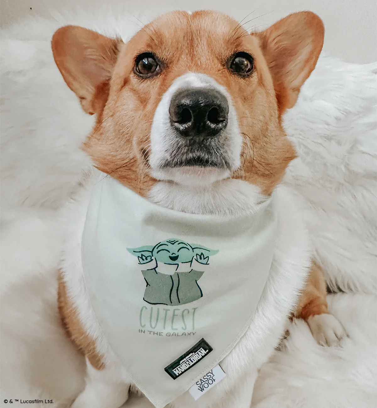 Dog Bandana - STAR WARS™ The Child™ - Image 5