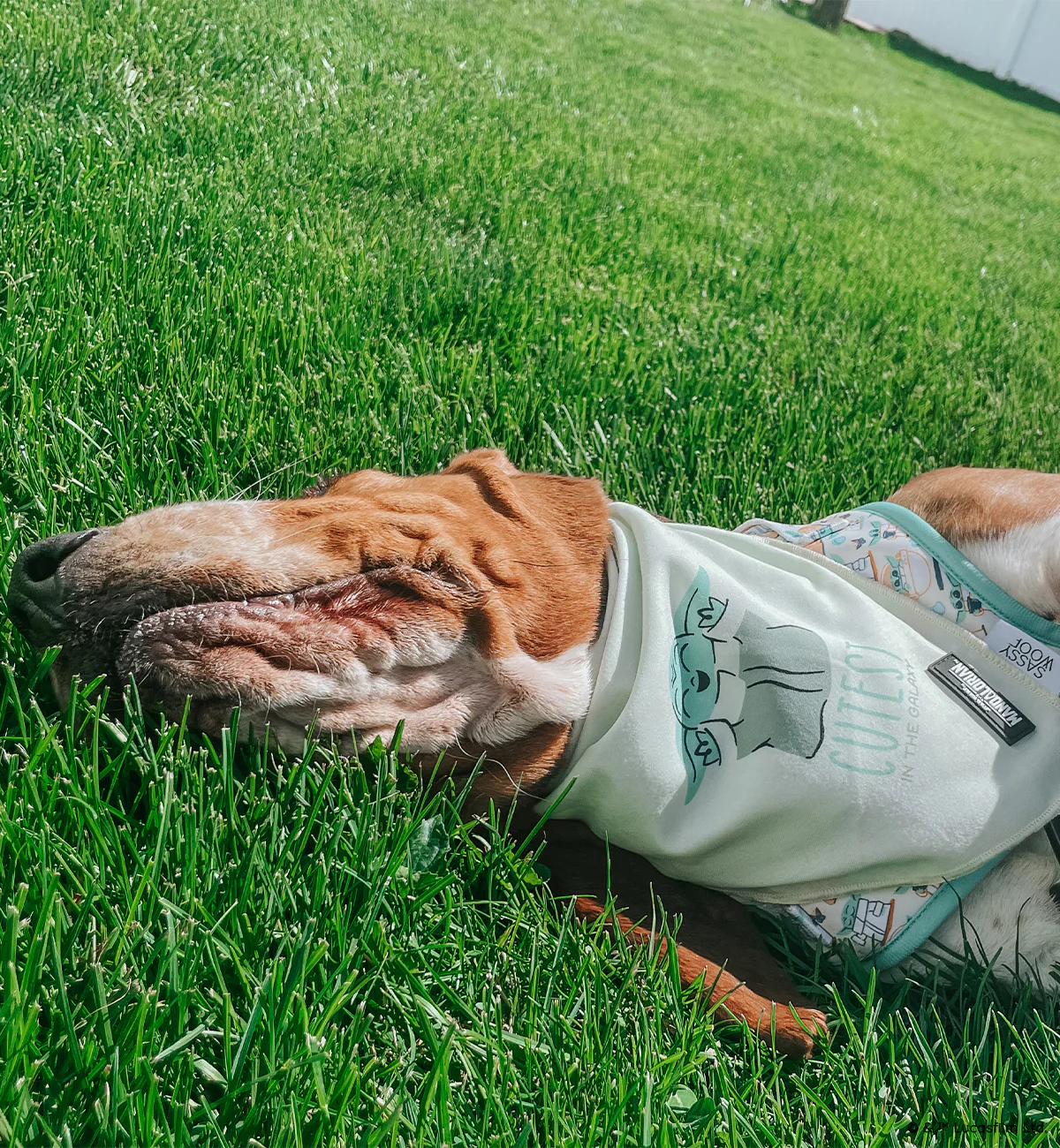 Dog Bandana - STAR WARS™ The Child™ - Image 6