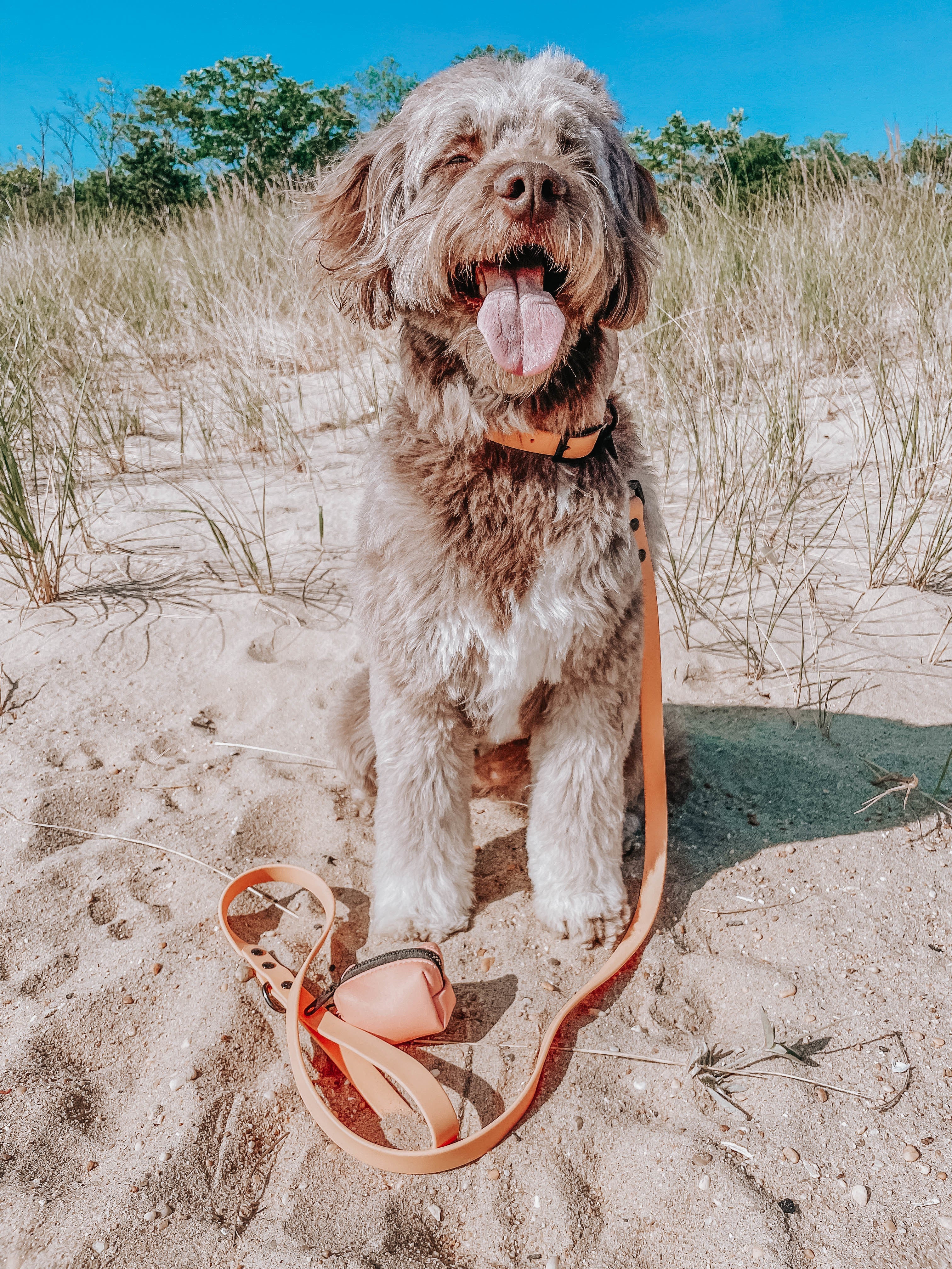 Dog Waterproof Collar - Orange - Image 10