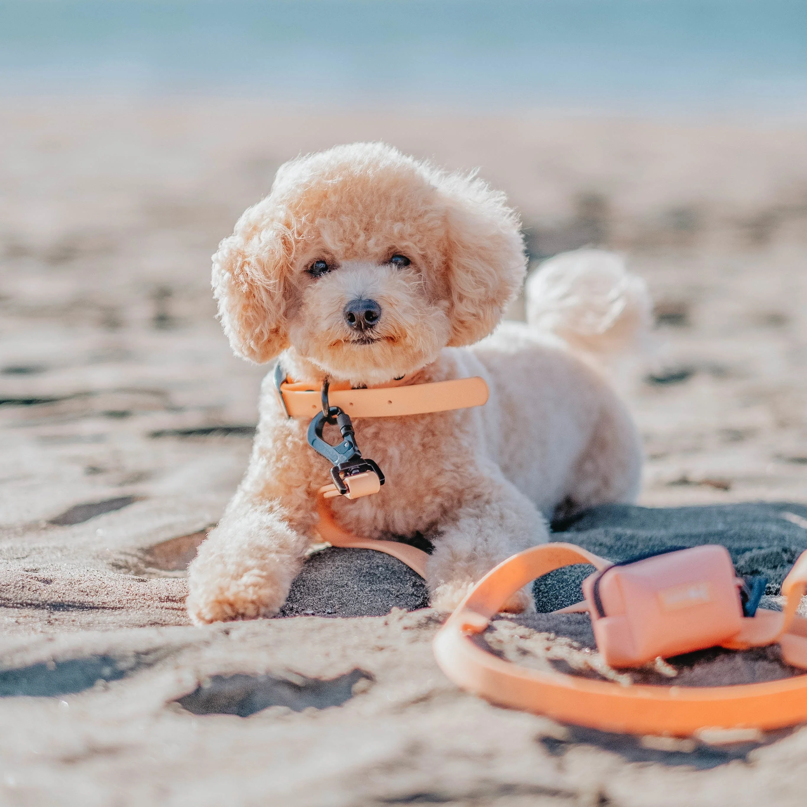 Dog Waterproof Collar - Orange - Image 11