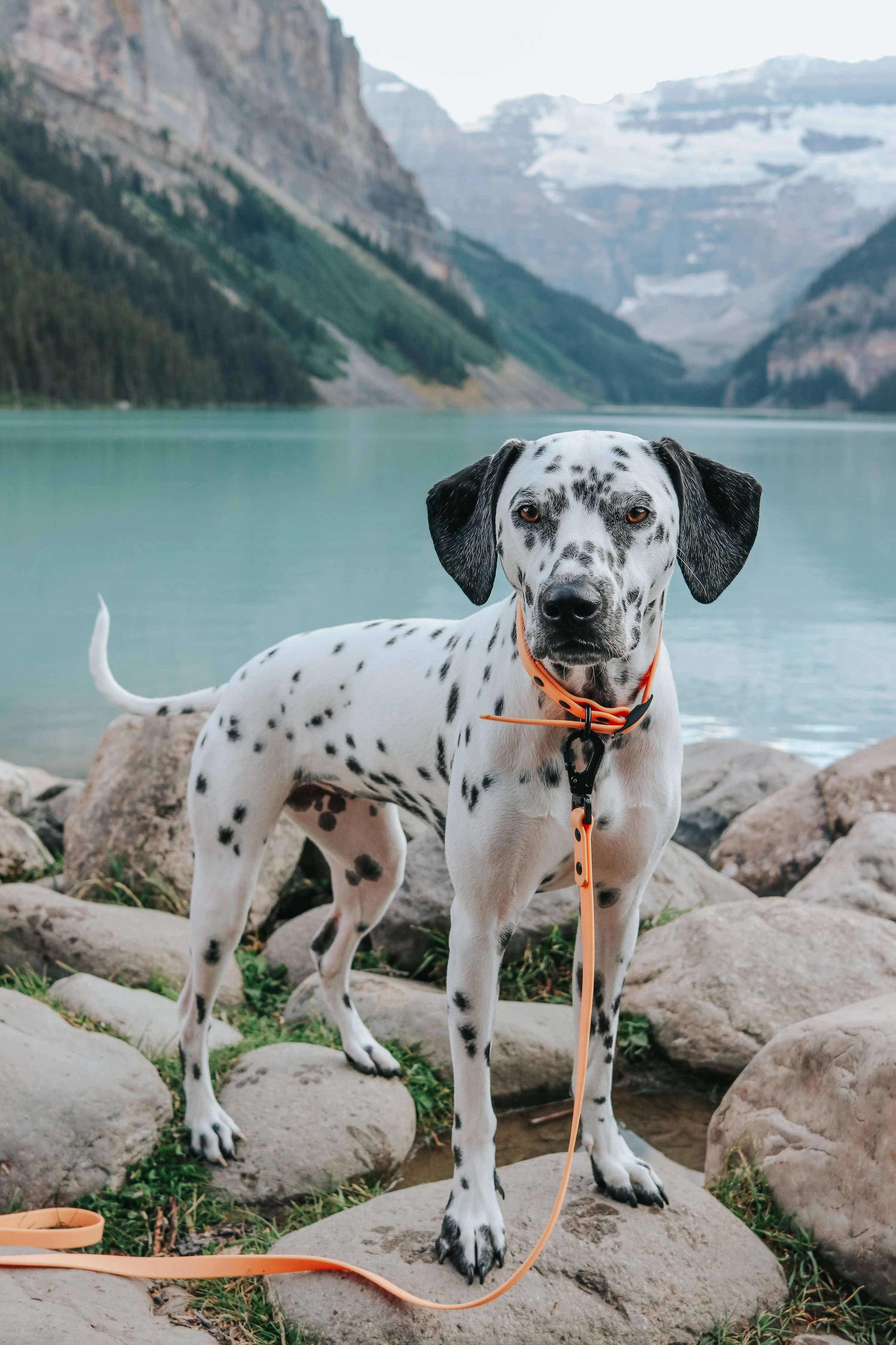 Dog Waterproof Collar - Orange - Image 13