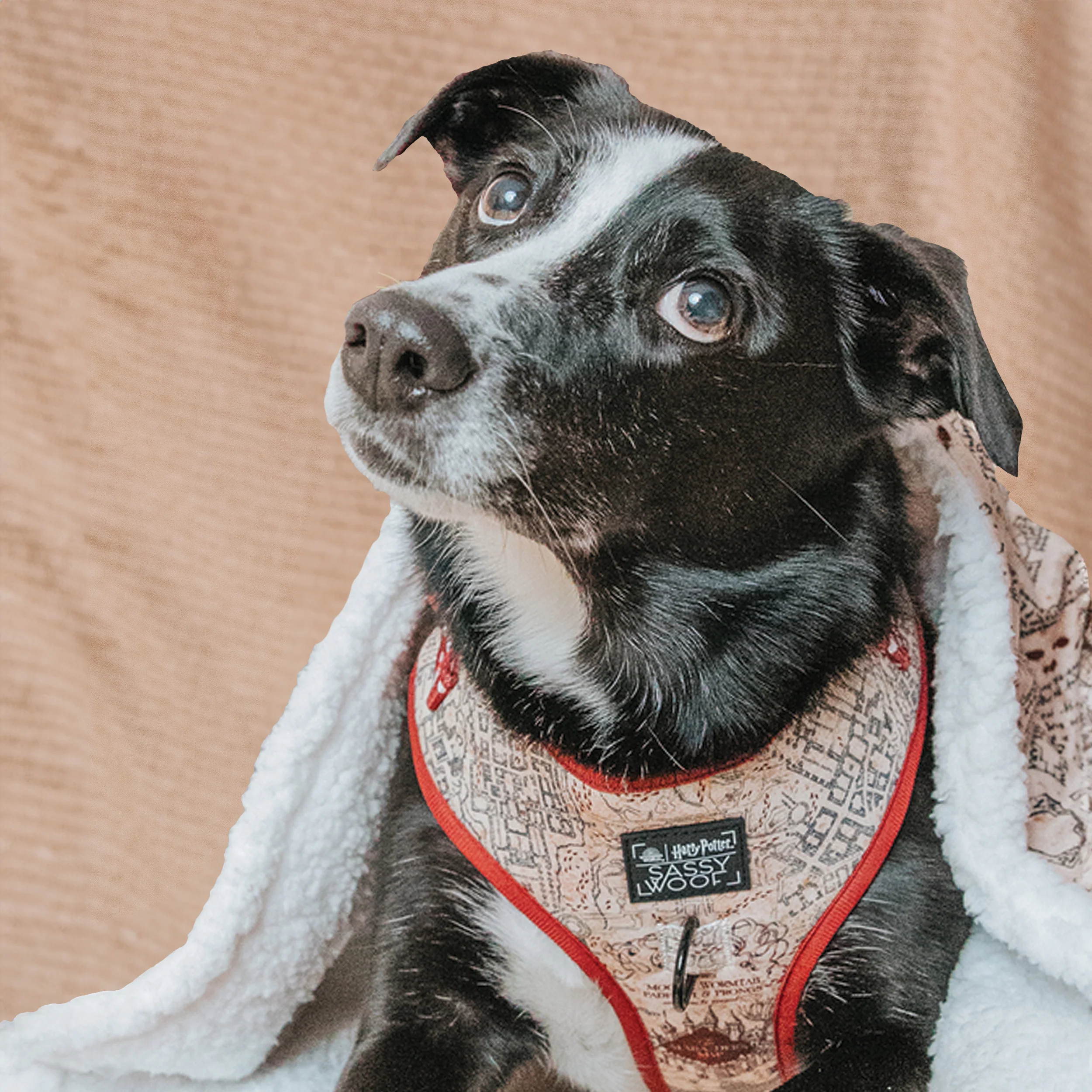 Pet Blanket - Harry Potter™ Marauder's Map™ - Image 4