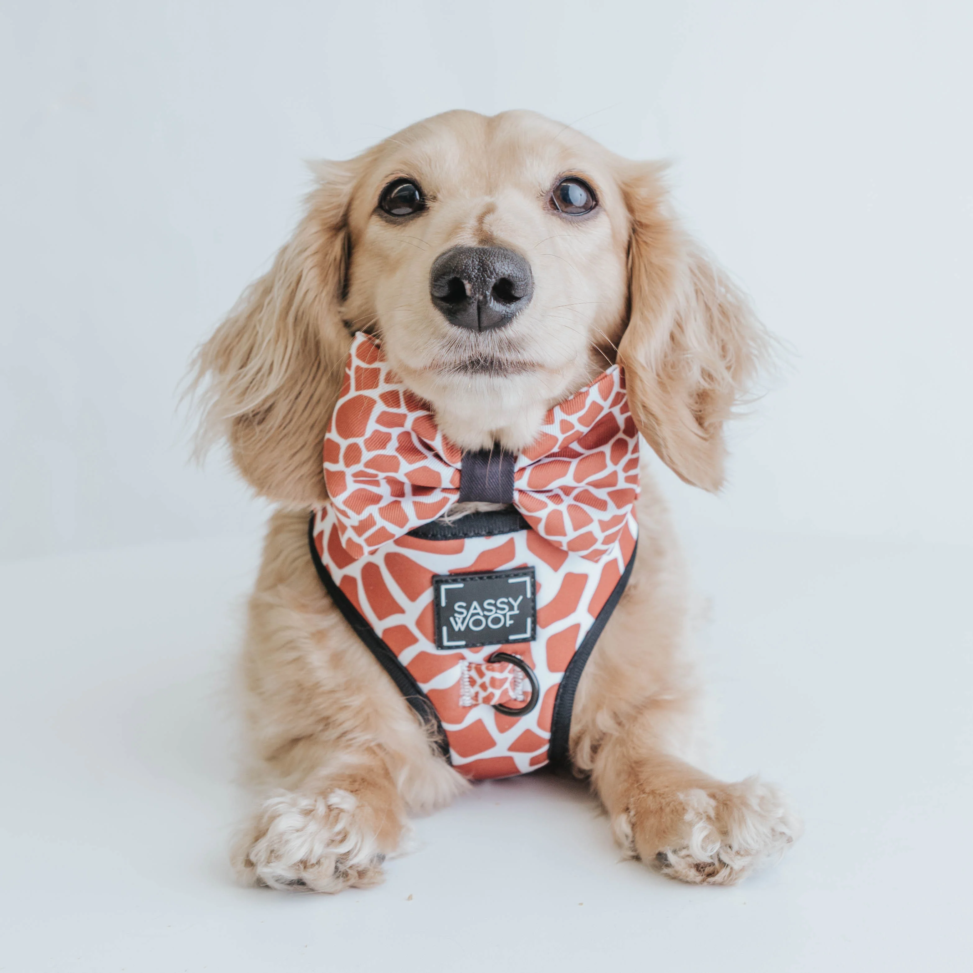 Dog Bowtie - Giraffic Park - Image 5