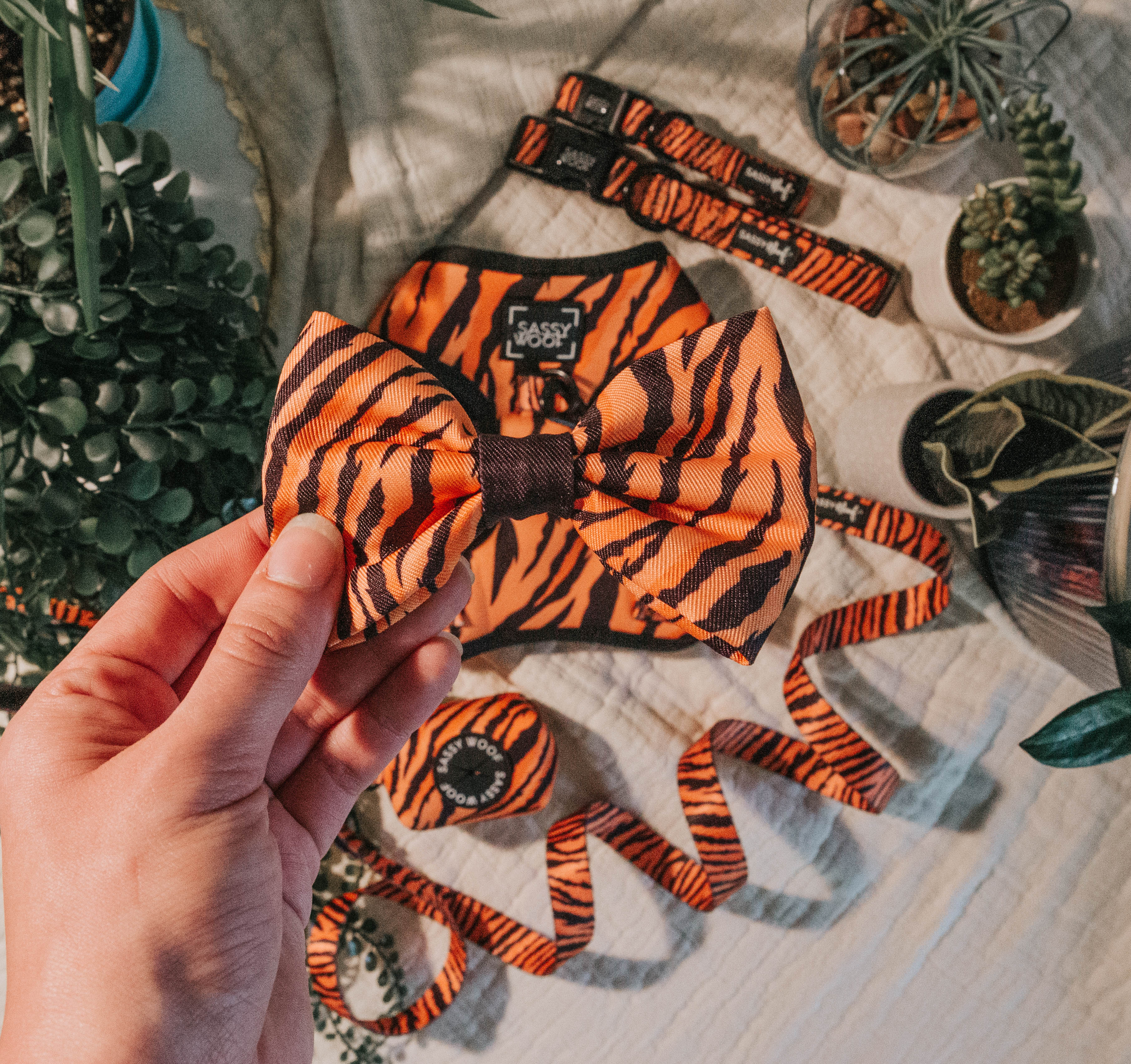 Dog Bowtie - Paw of the Tiger - Image 4