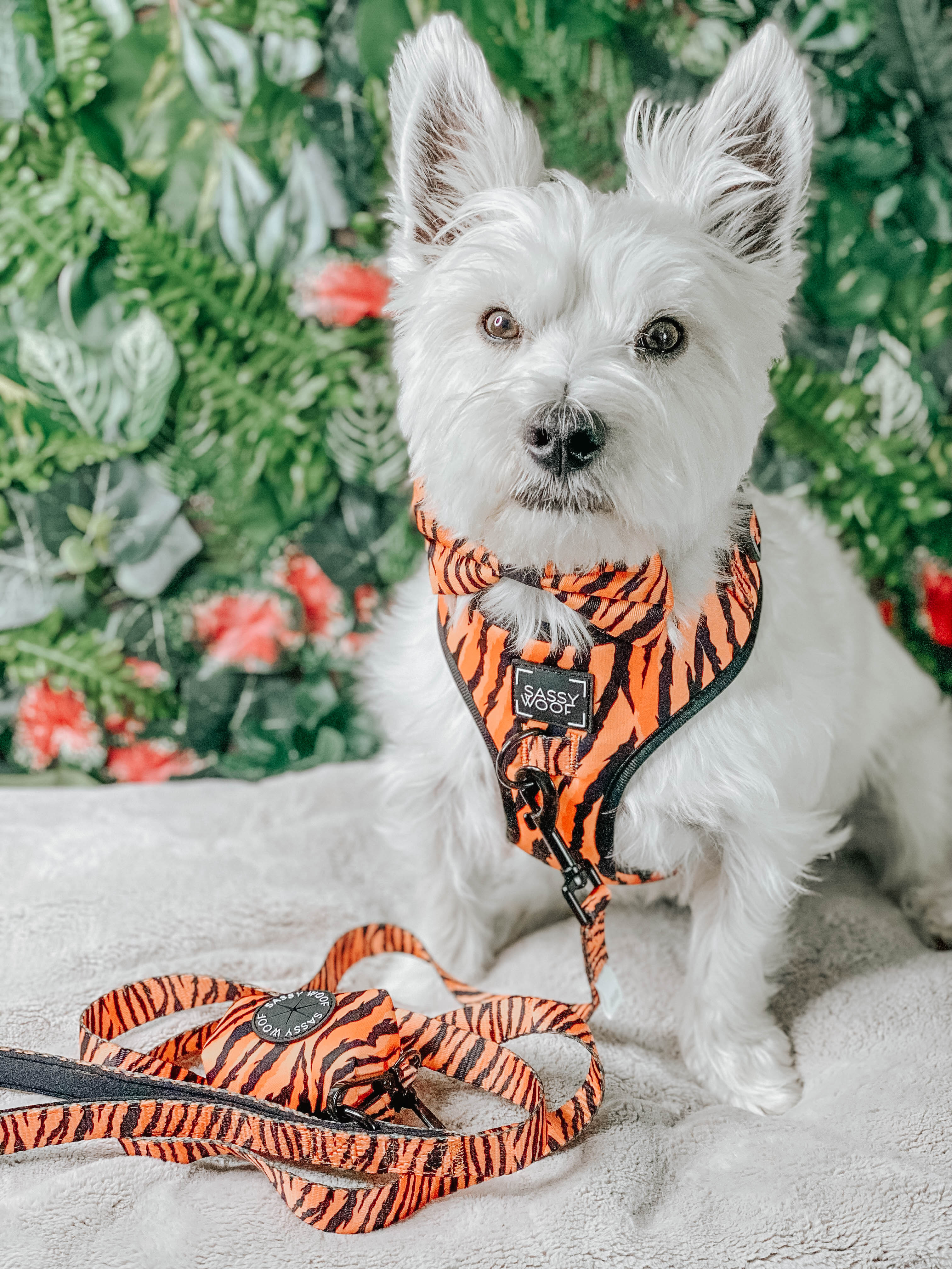 Dog Bowtie - Paw of the Tiger - Image 5