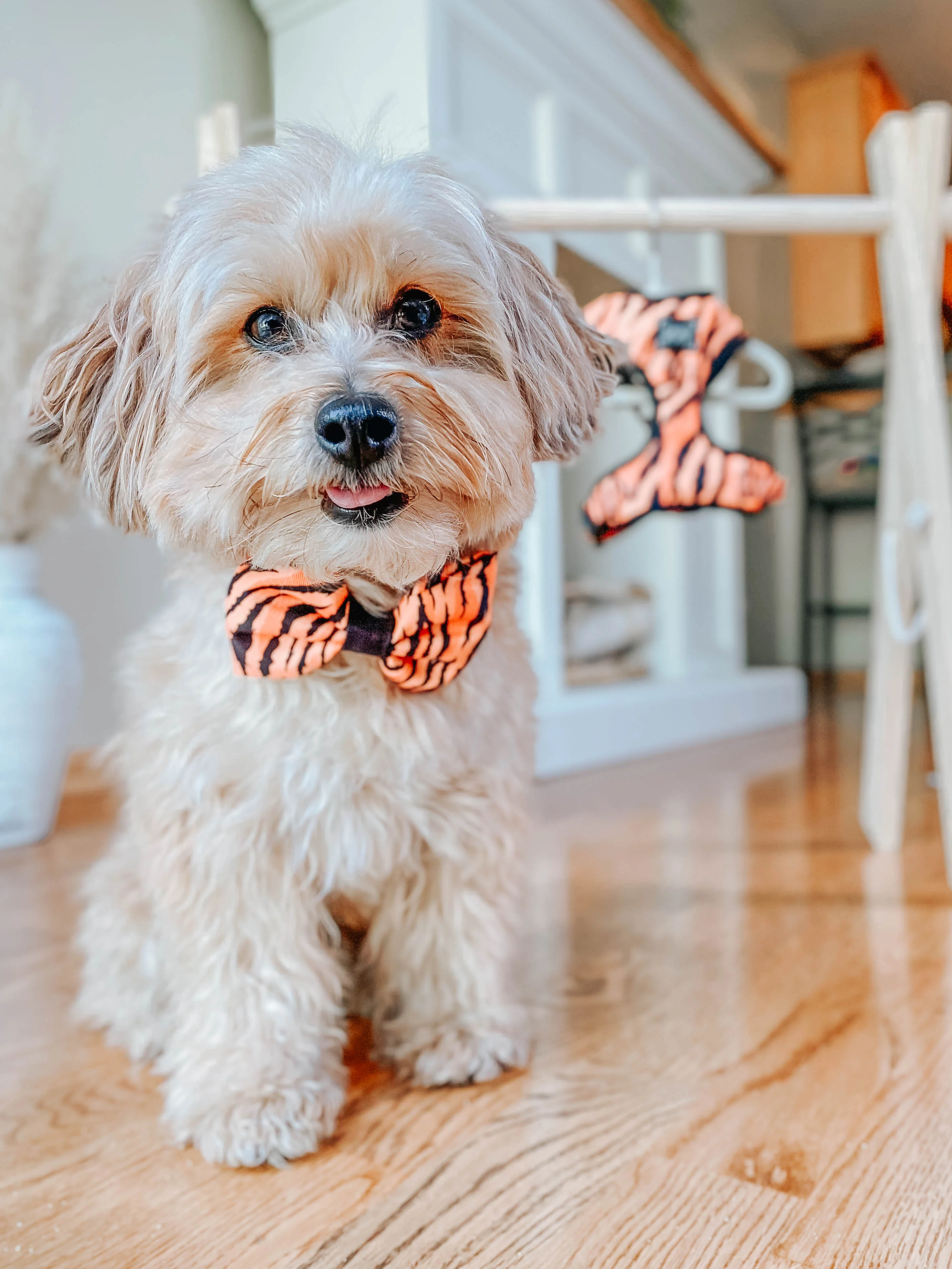 Dog Bowtie - Paw of the Tiger - Image 6