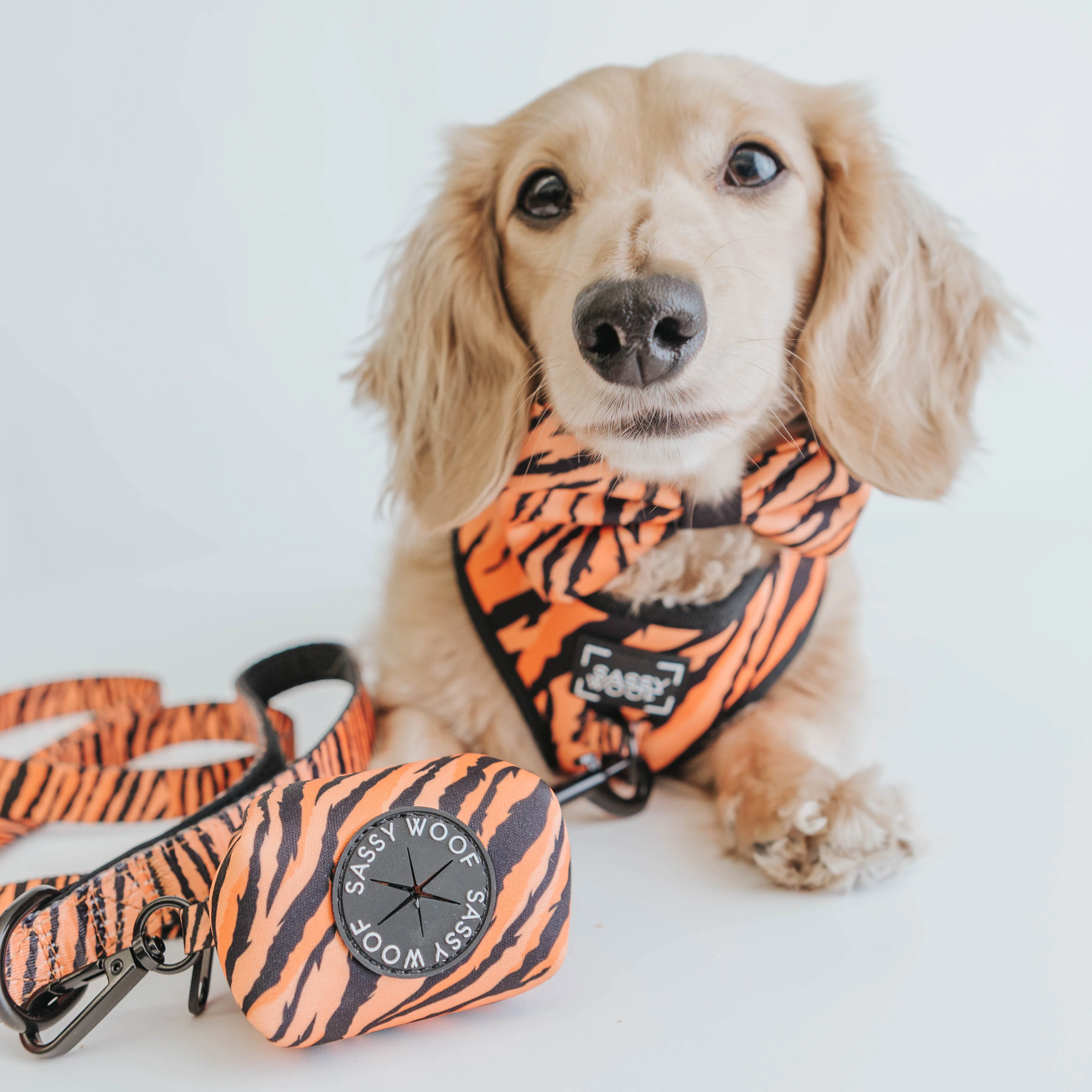 Dog Bowtie - Paw of the Tiger - Image 7