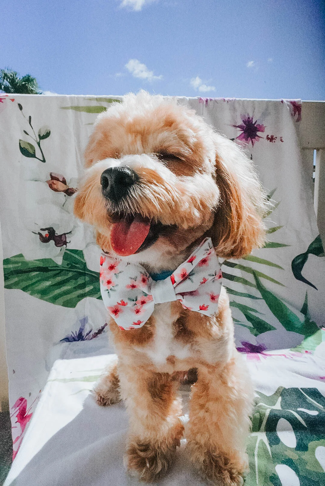 Dog Bowtie - Sakura - Image 5
