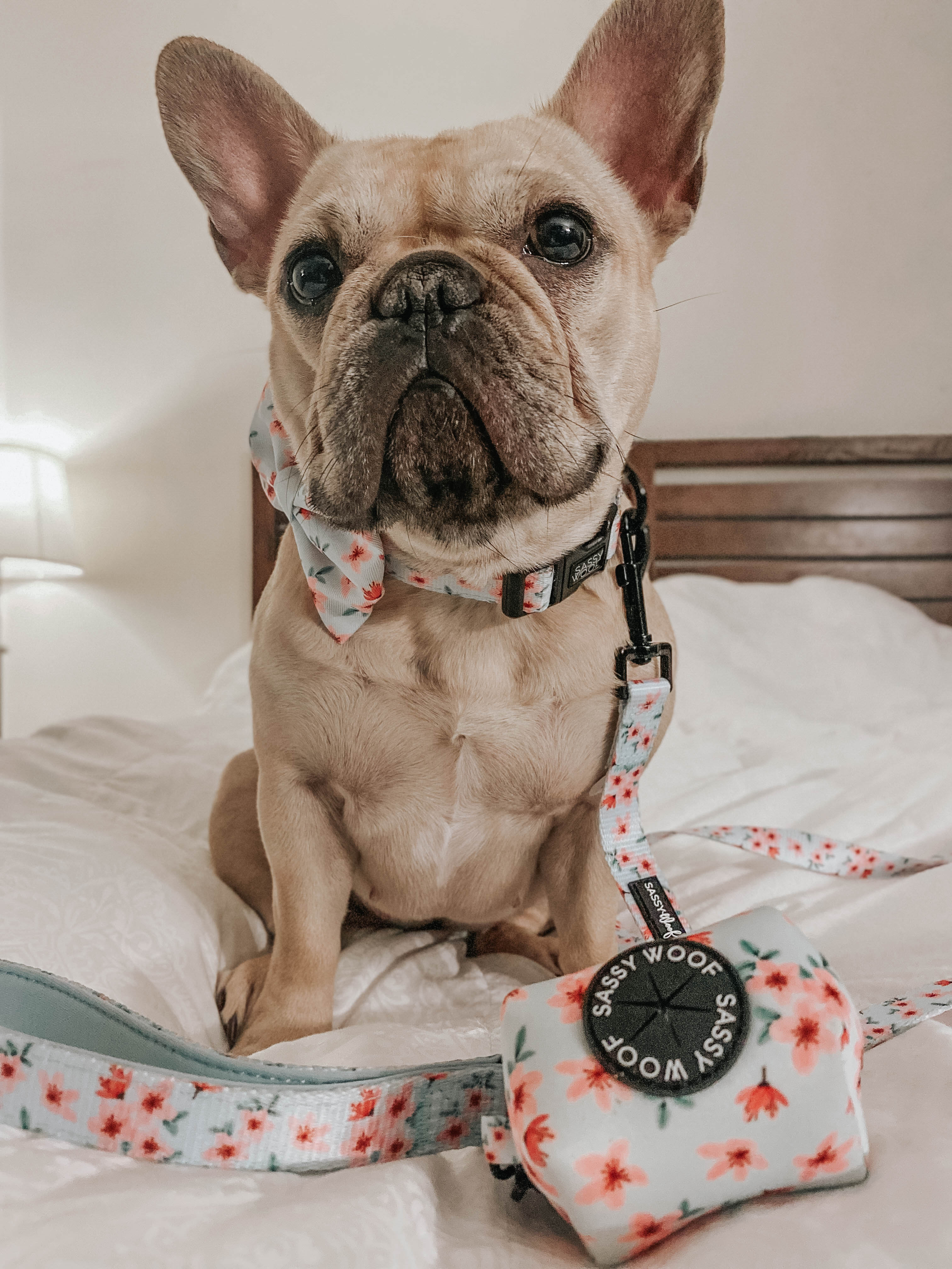 Dog Bowtie - Sakura - Image 7
