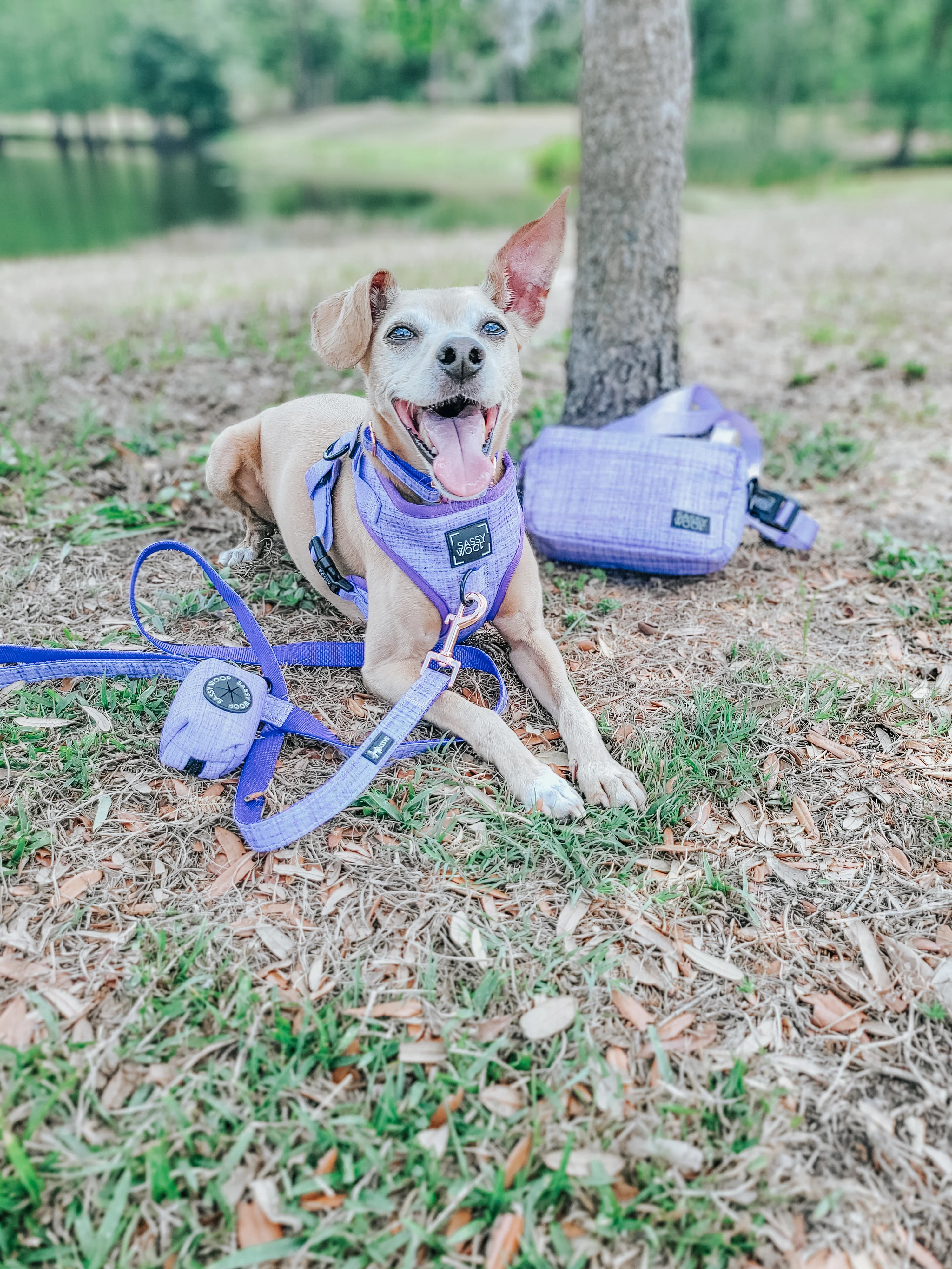 Aurora Woof Pack (Bag Only) - Image 12