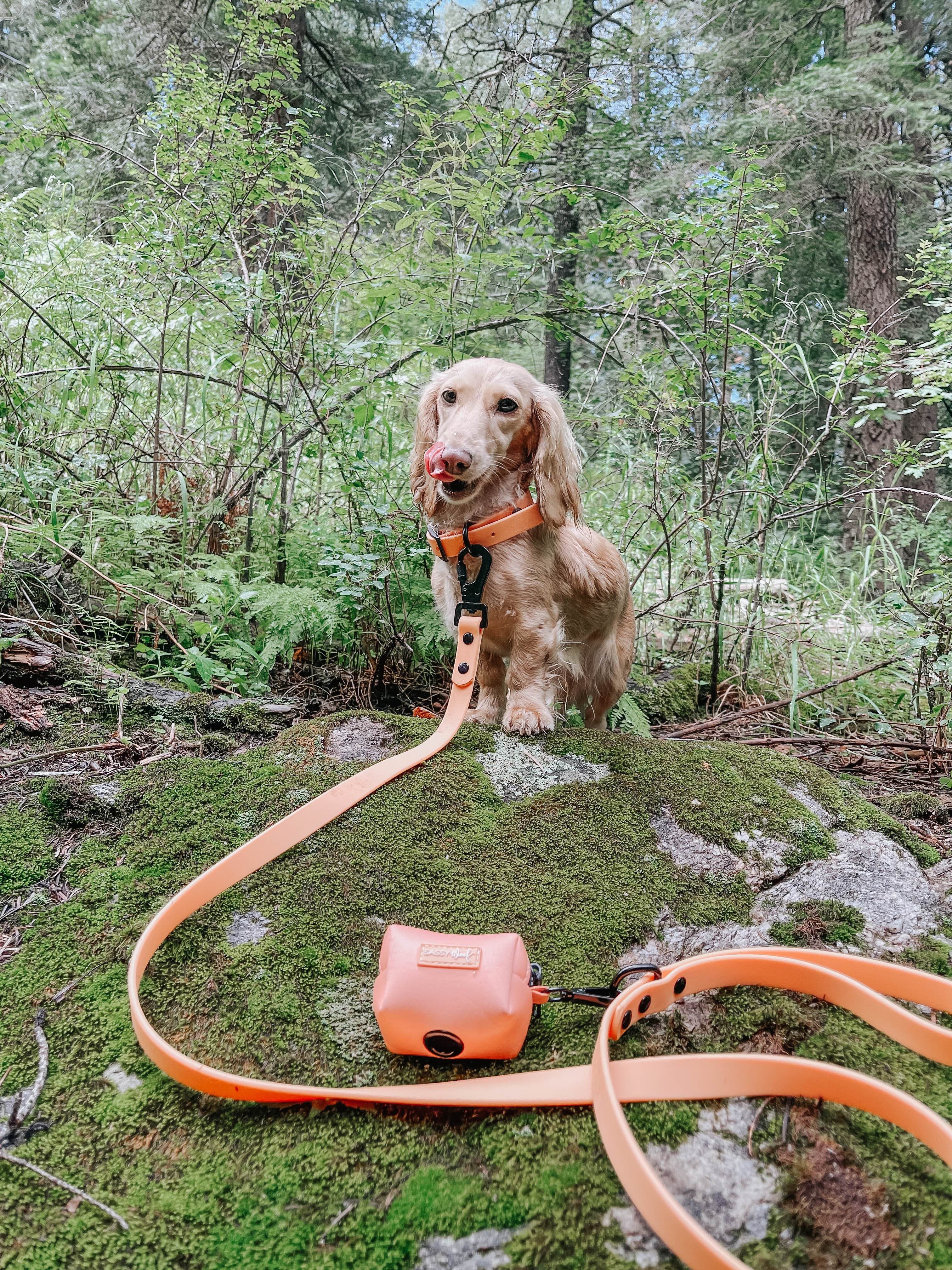 Dog Bundle - Adventure Collection (Orange) - Image 16
